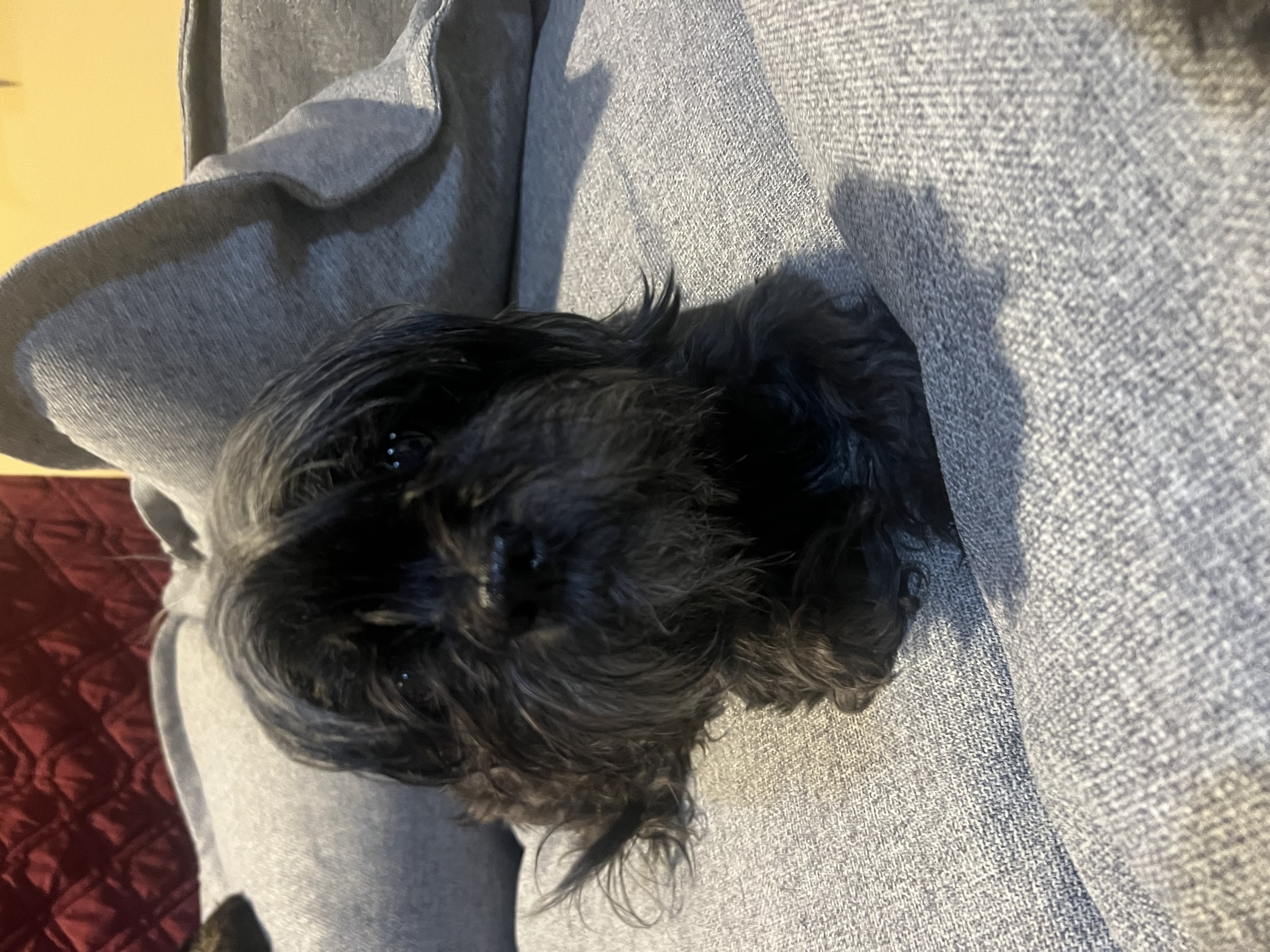 Pepper photo 3
