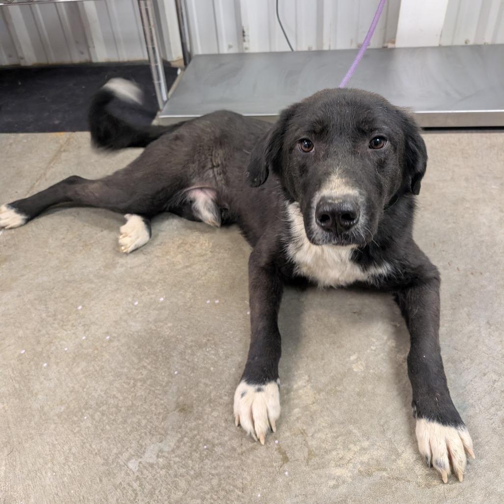 Wolf, Adoptable, Young Male Great Pyrenees & Mixed Breed.