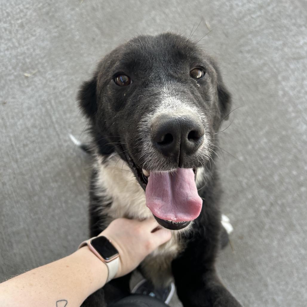 Wolf, a Adoptable mixed breed in Emporia, KS image 2/3