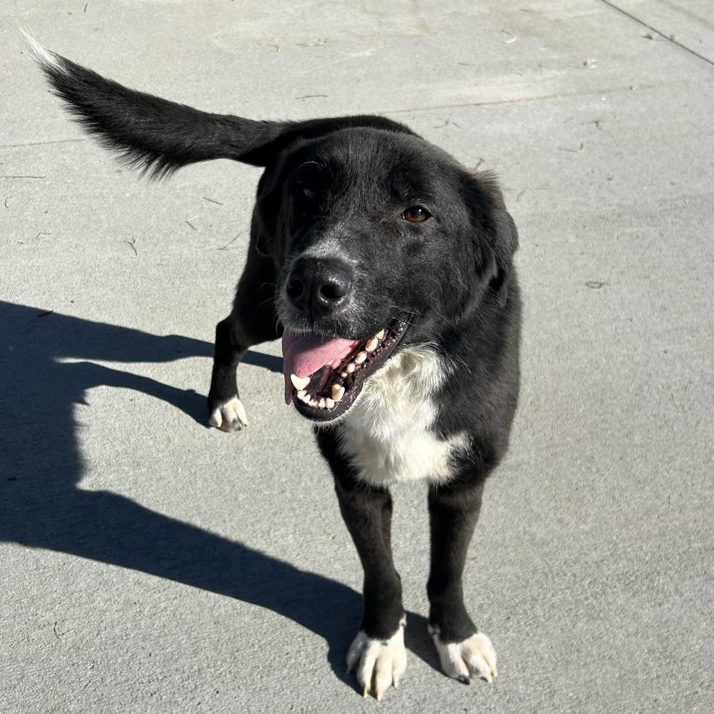 Wolf, a Adoptable mixed breed in Emporia, KS image 3/3