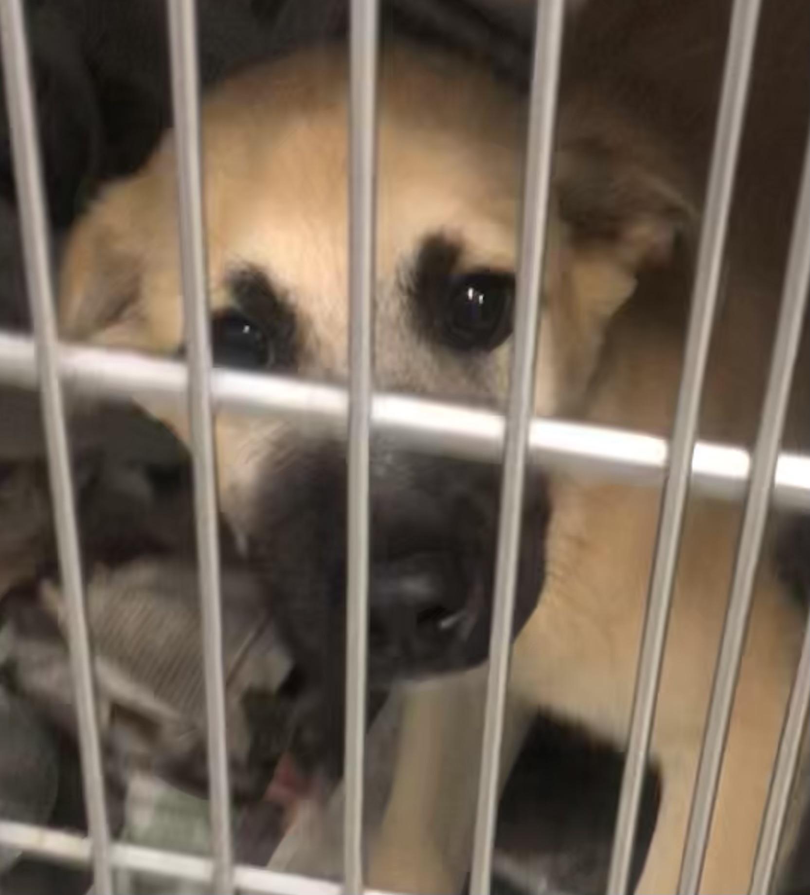 Enlarge Boolio, an adopted mixed breed in Parma, OH image 1/2
