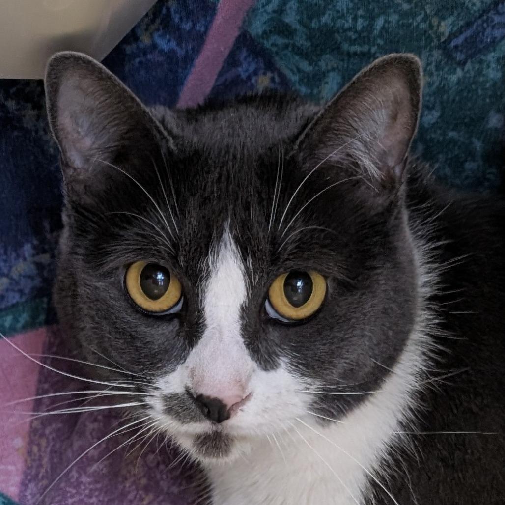 Enlarge Sonya, a Adoptable Domestic Short Hair in Santa Barbara, CA image 1/3