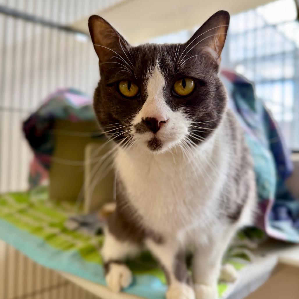 Enlarge Sonya, a Adoptable Domestic Short Hair in Santa Barbara, CA image 2/3