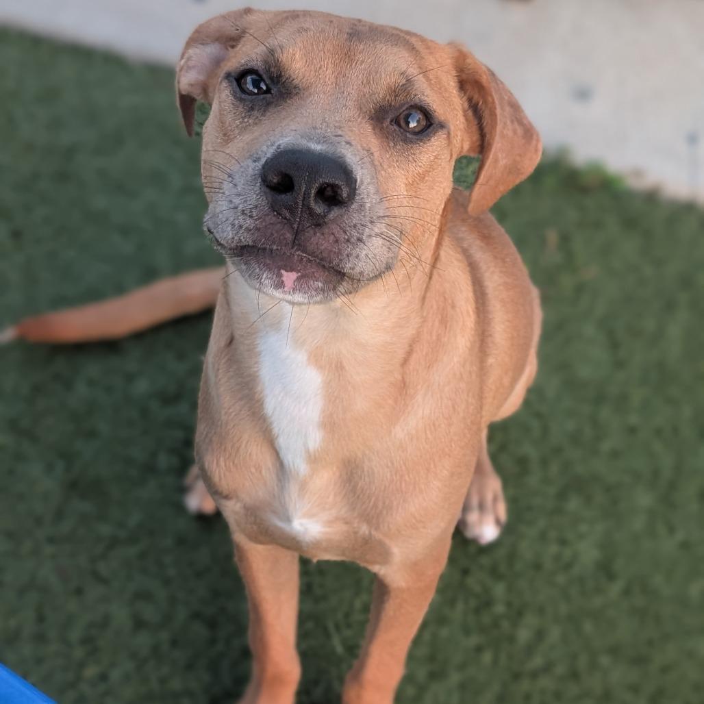 Enlarge Wiley, a Adoptable Mixed Breed in Bryan, TX image 1/5