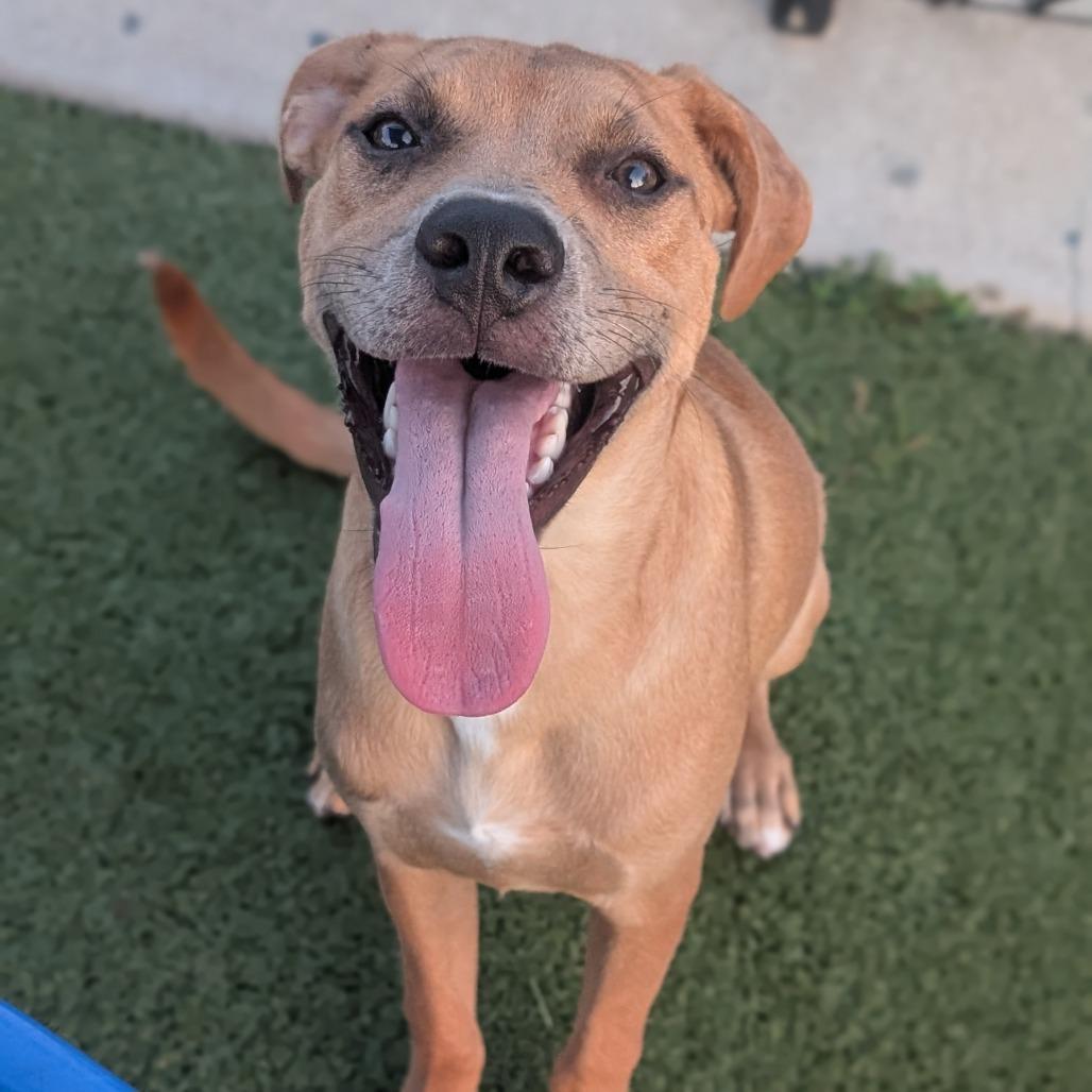 Enlarge Wiley, a Adoptable Mixed Breed in Bryan, TX image 2/5