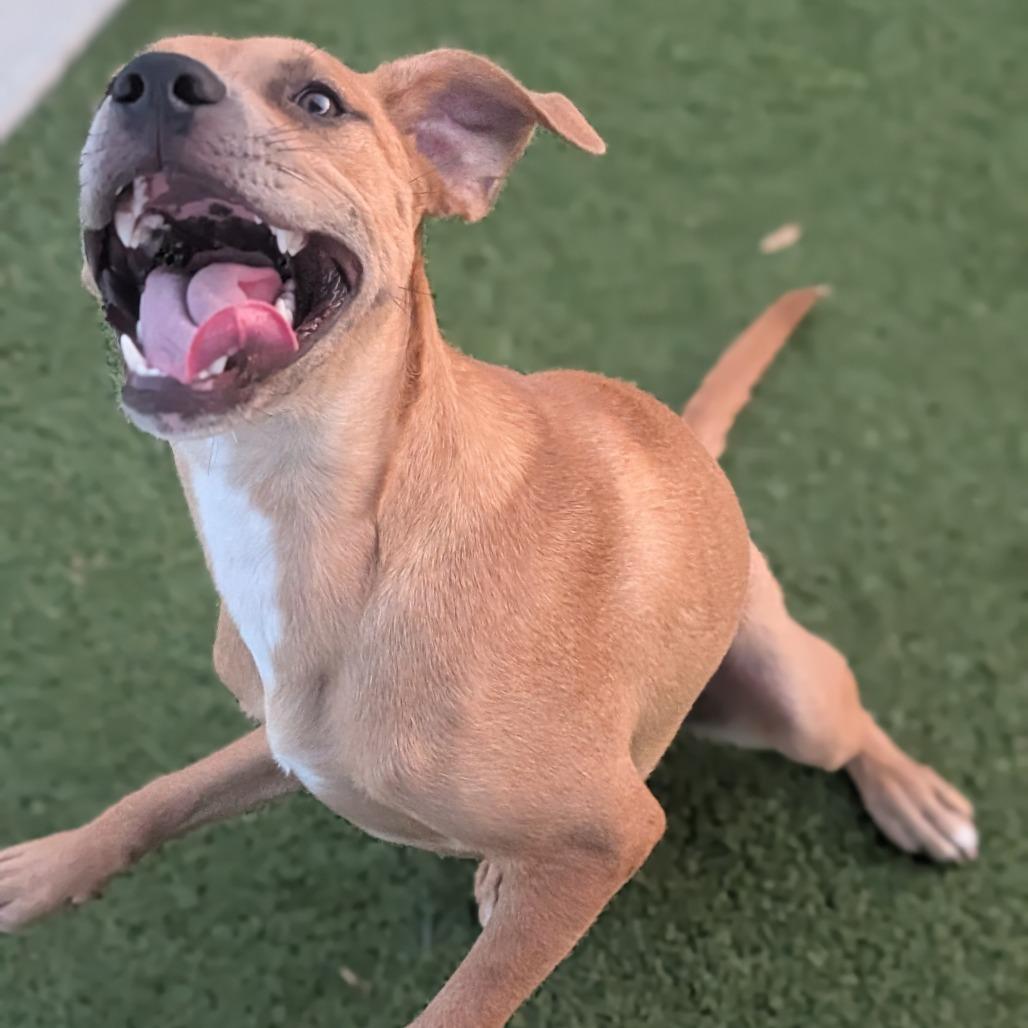 Enlarge Wiley, a Adoptable Mixed Breed in Bryan, TX image 3/5