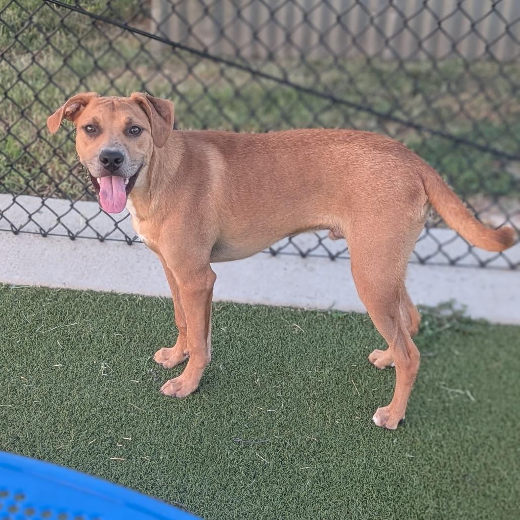 Enlarge Wiley, a Adoptable Mixed Breed in Bryan, TX image 4/5