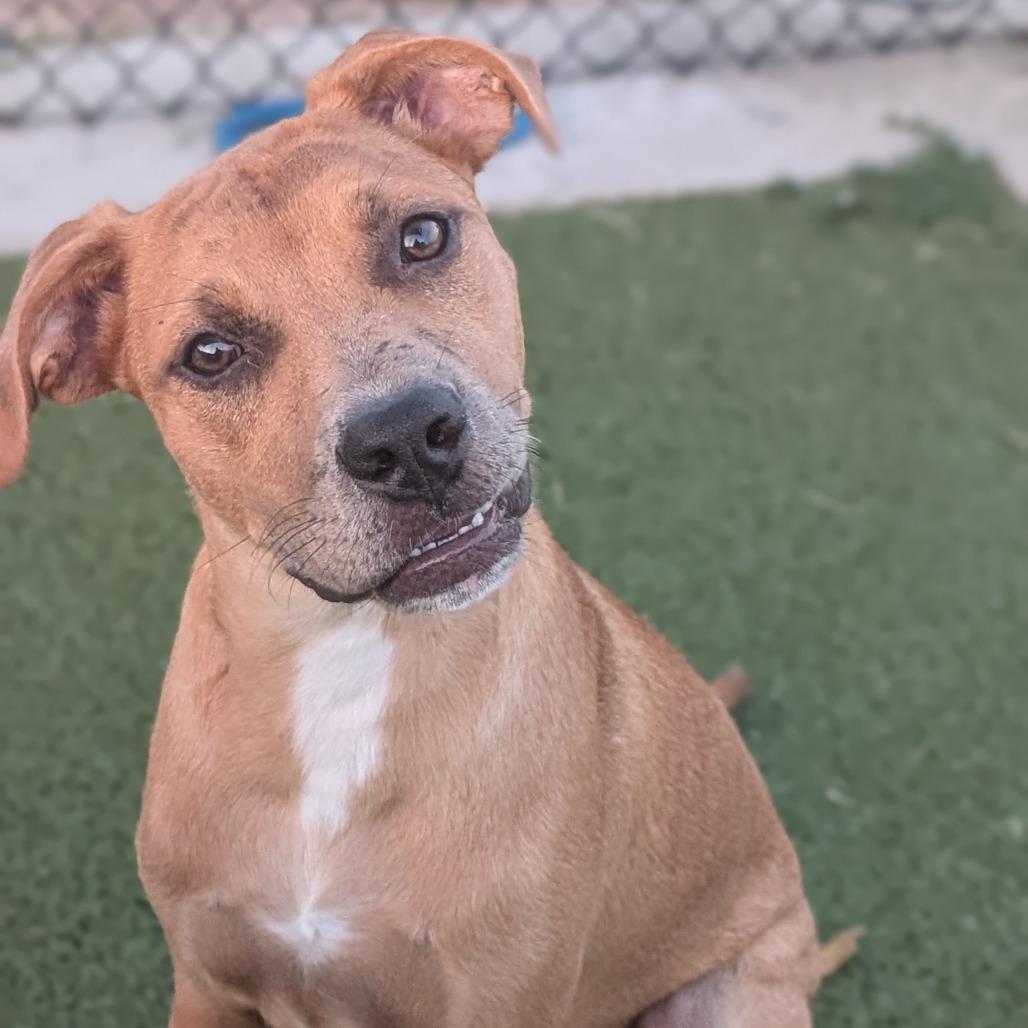 Enlarge Wiley, a Adoptable Mixed Breed in Bryan, TX image 5/5