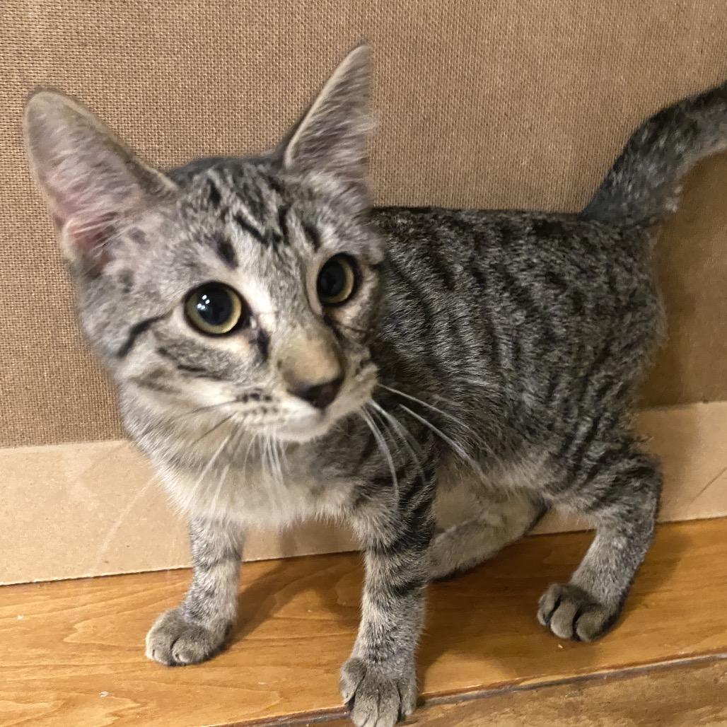 Santorini, Adoptable, Young Male Domestic Short Hair.