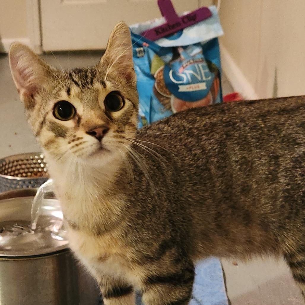 Enlarge Santorini, a Adoptable Domestic Short Hair in Troy, IL image 2/4