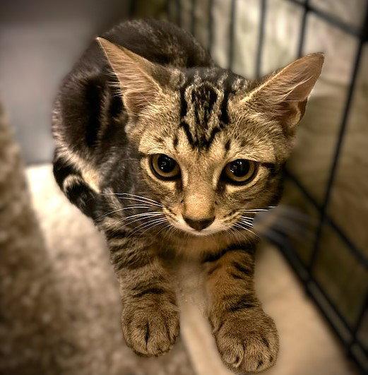 Enlarge Chazzy, a Adopted Tabby in Fort Myers, FL image 2/2