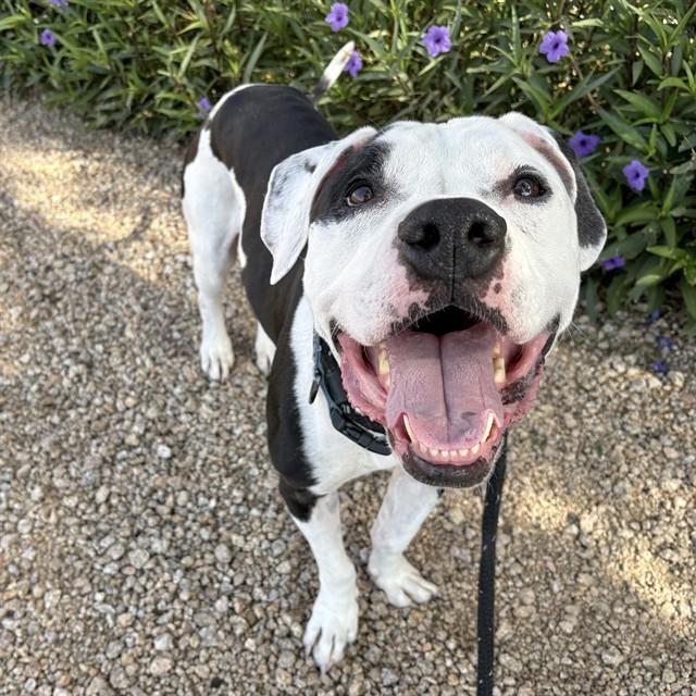 GILBERT, Adoptable, Adult Male Staffordshire Bull Terrier.