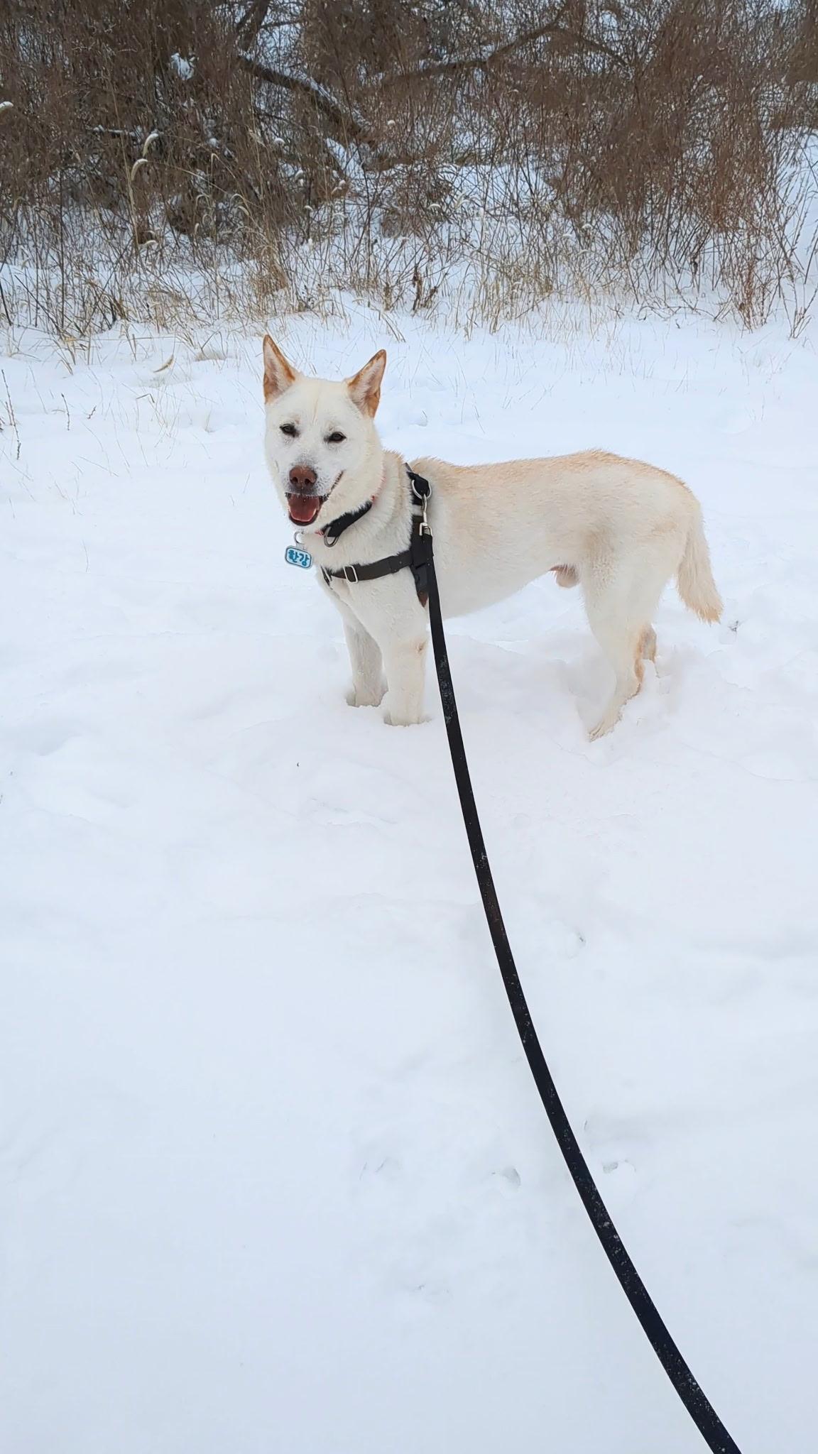 Hankang, an adoptable Jindo in centreville, VA, 20120 | Photo Image 4