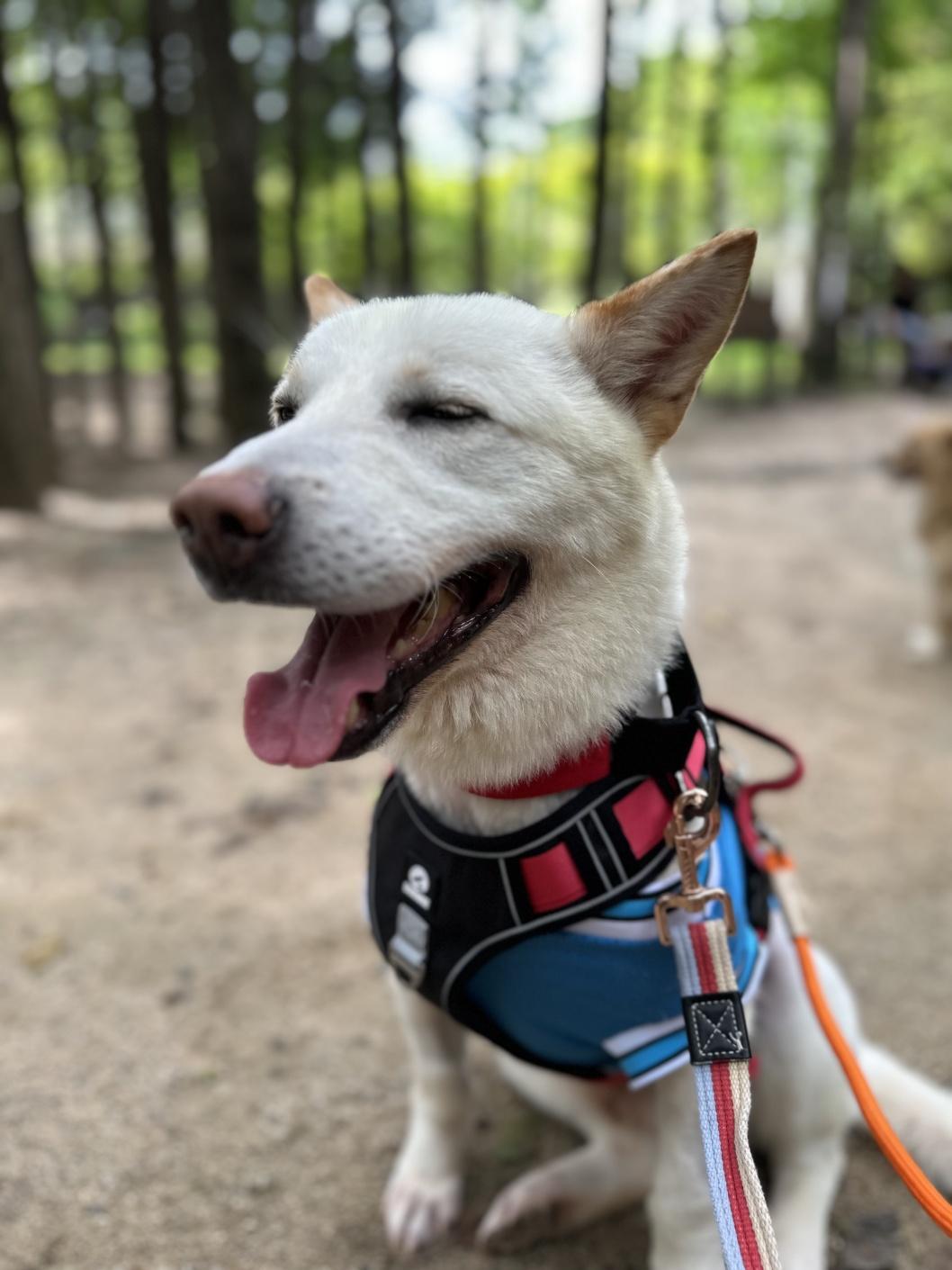 Hankang, an adoptable Jindo in centreville, VA, 20120 | Photo Image 3