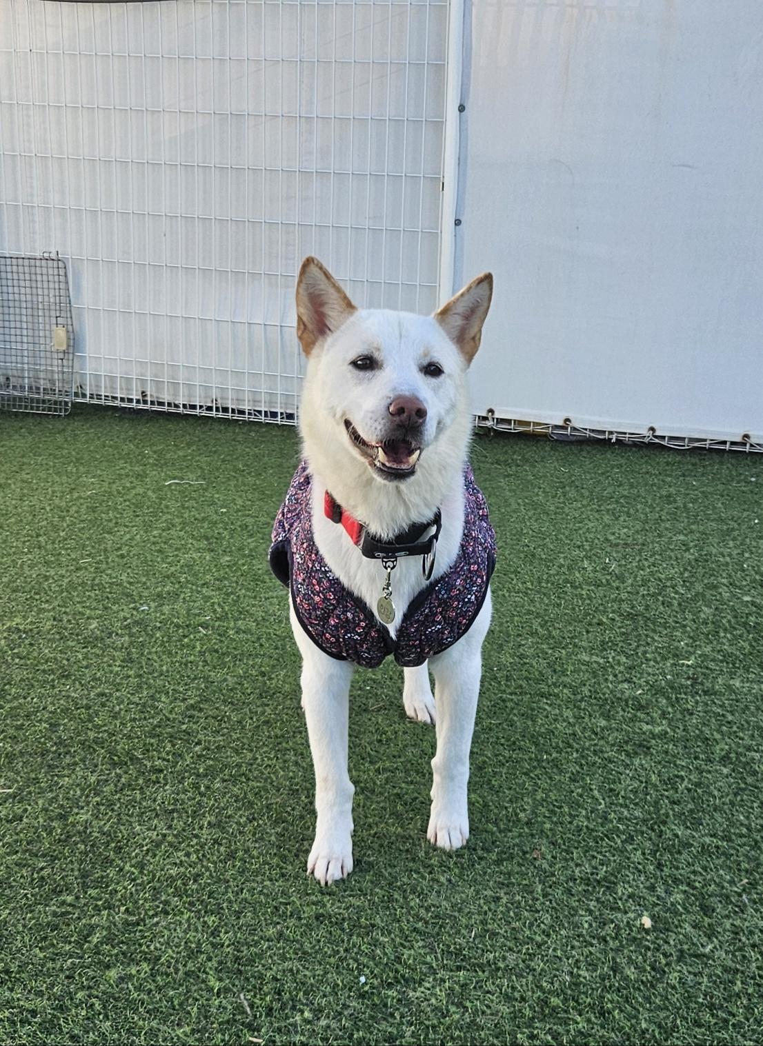 Hankang, an adoptable Jindo in centreville, VA, 20120 | Photo Image 2