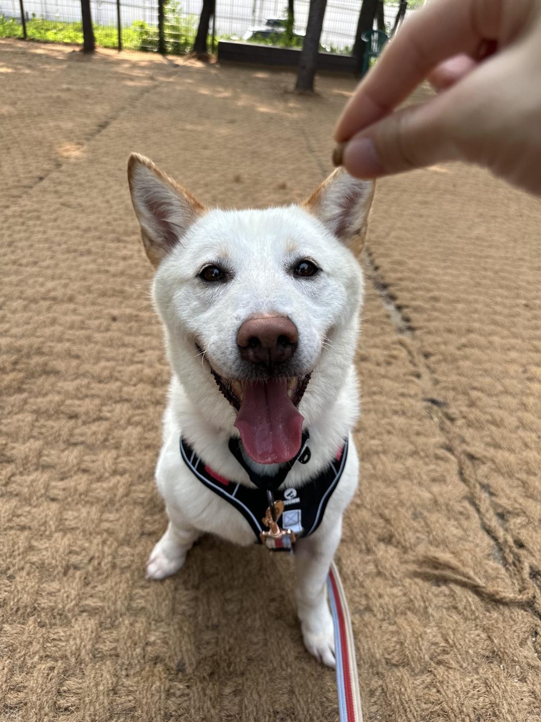 Hankang, an adoptable Jindo in centreville, VA, 20120 | Photo Image 1