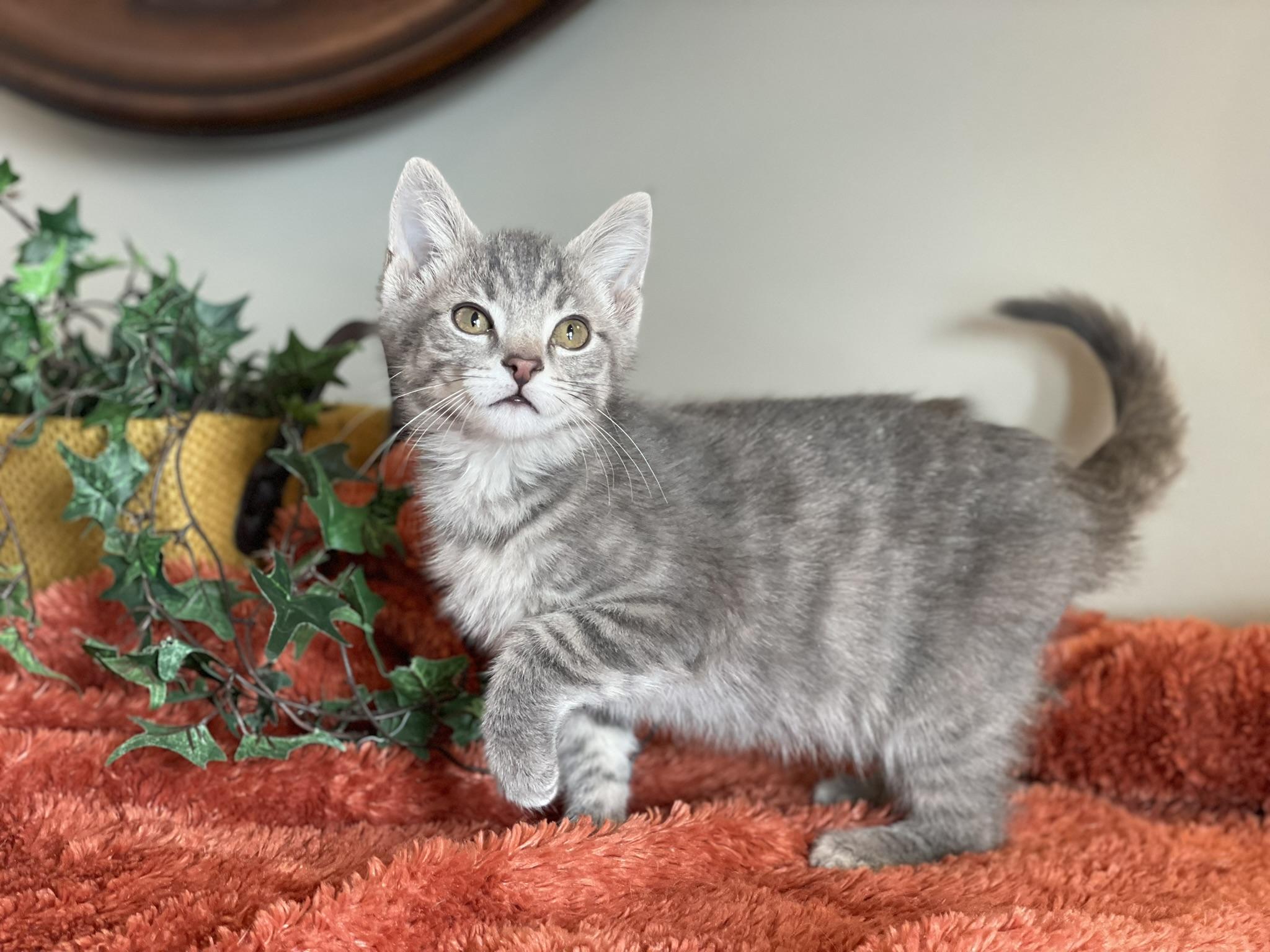 Enlarge Axel - ADOPTION PENDING, an adopted Tabby in Taylor, MI image 1/6