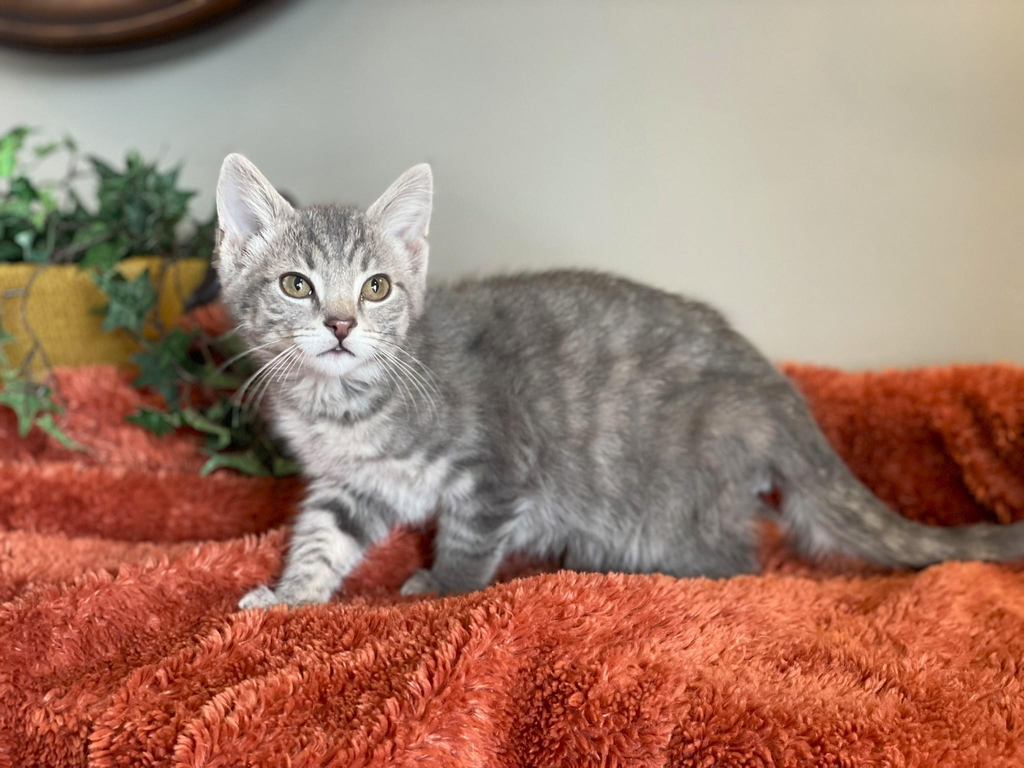 Enlarge Axel - ADOPTION PENDING, an adopted Tabby in Taylor, MI image 2/6