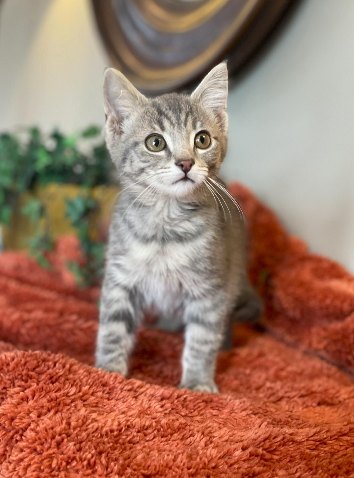 Enlarge Axel - ADOPTION PENDING, an adopted Tabby in Taylor, MI image 3/6