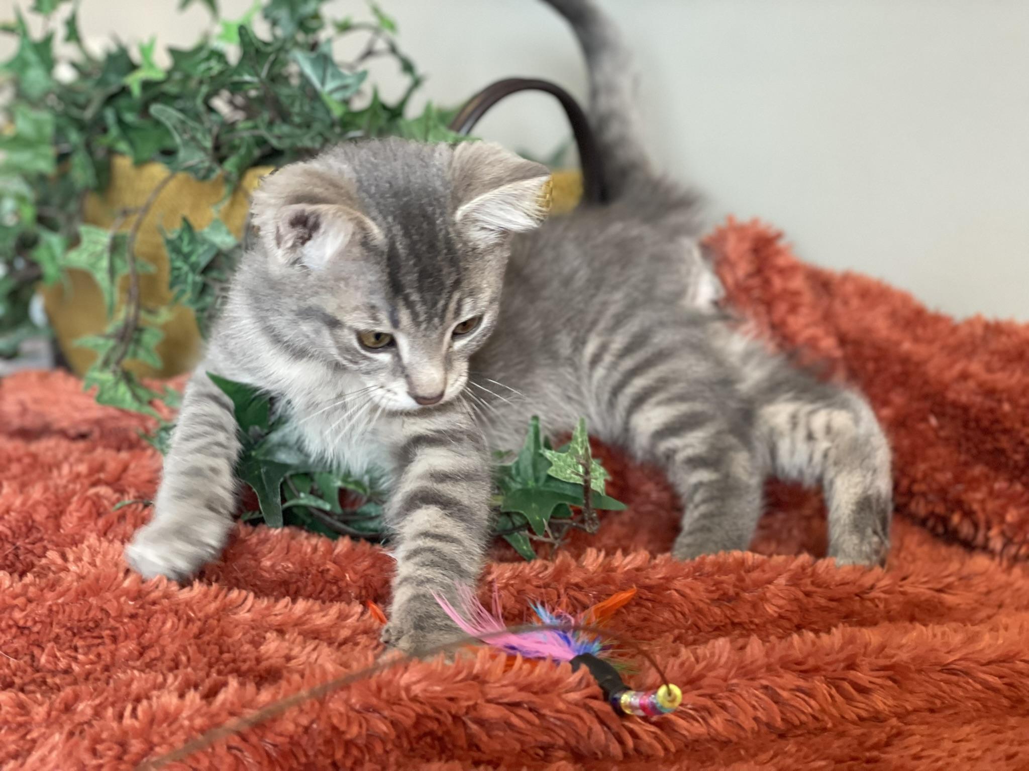 Enlarge Axel - ADOPTION PENDING, an adopted Tabby in Taylor, MI image 5/6