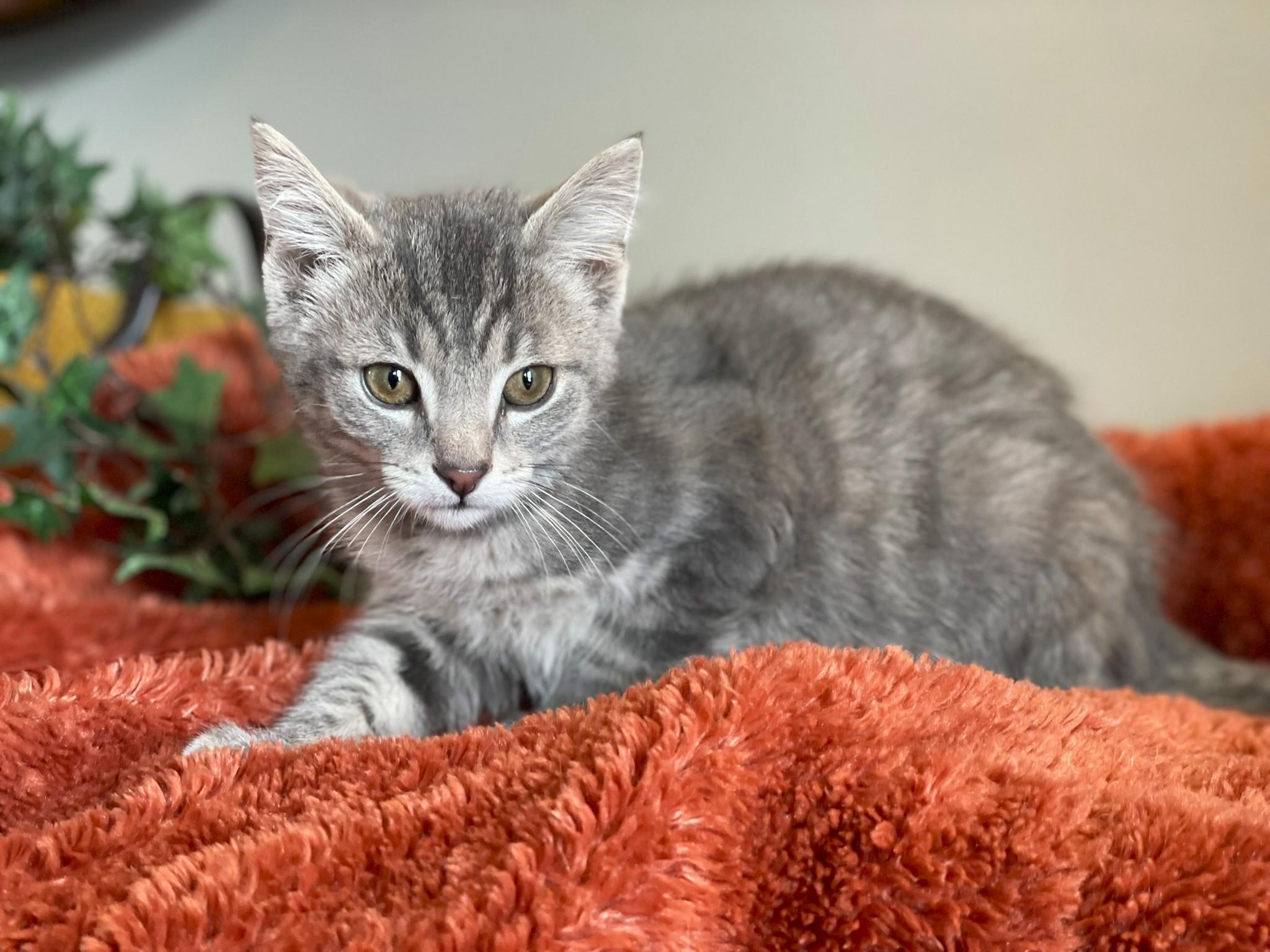 Enlarge Axel - ADOPTION PENDING, an adopted Tabby in Taylor, MI image 4/6