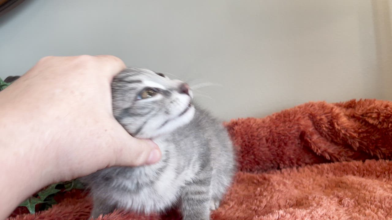 Enlarge Axel - ADOPTION PENDING, an adopted Tabby in Taylor, MI video 6/6