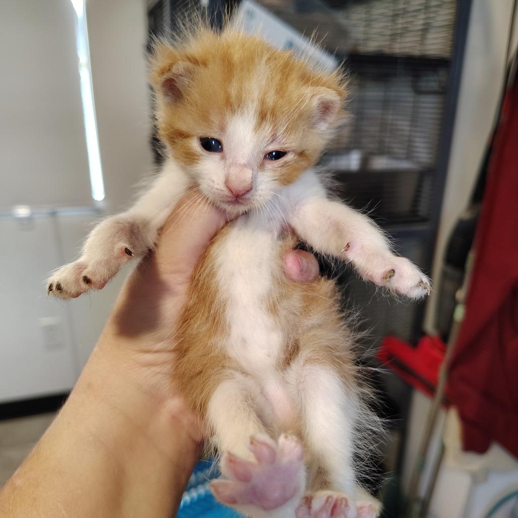 Tortilla, Adoptable, Kitten Male Domestic Short Hair.