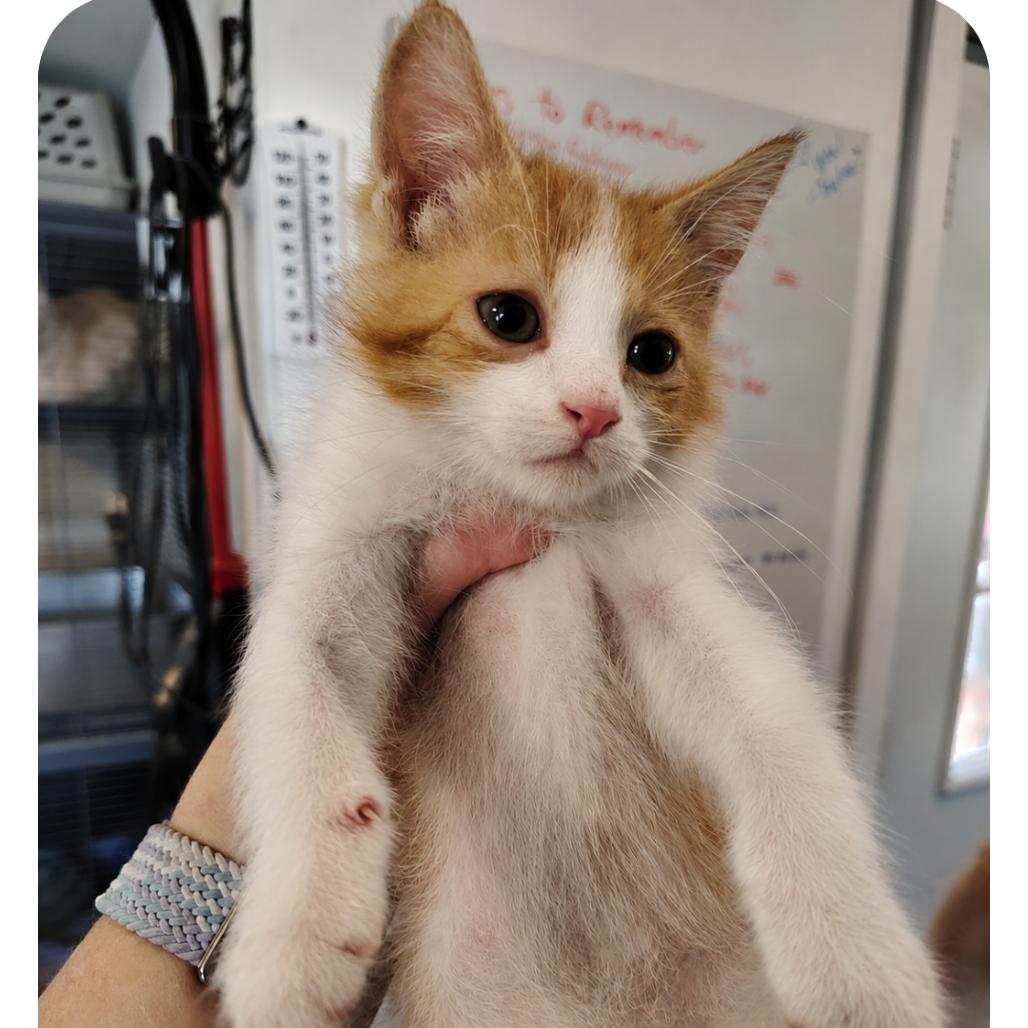 Tortilla, a Adoptable Domestic Short Hair in Osawatomie, KS image 2/2