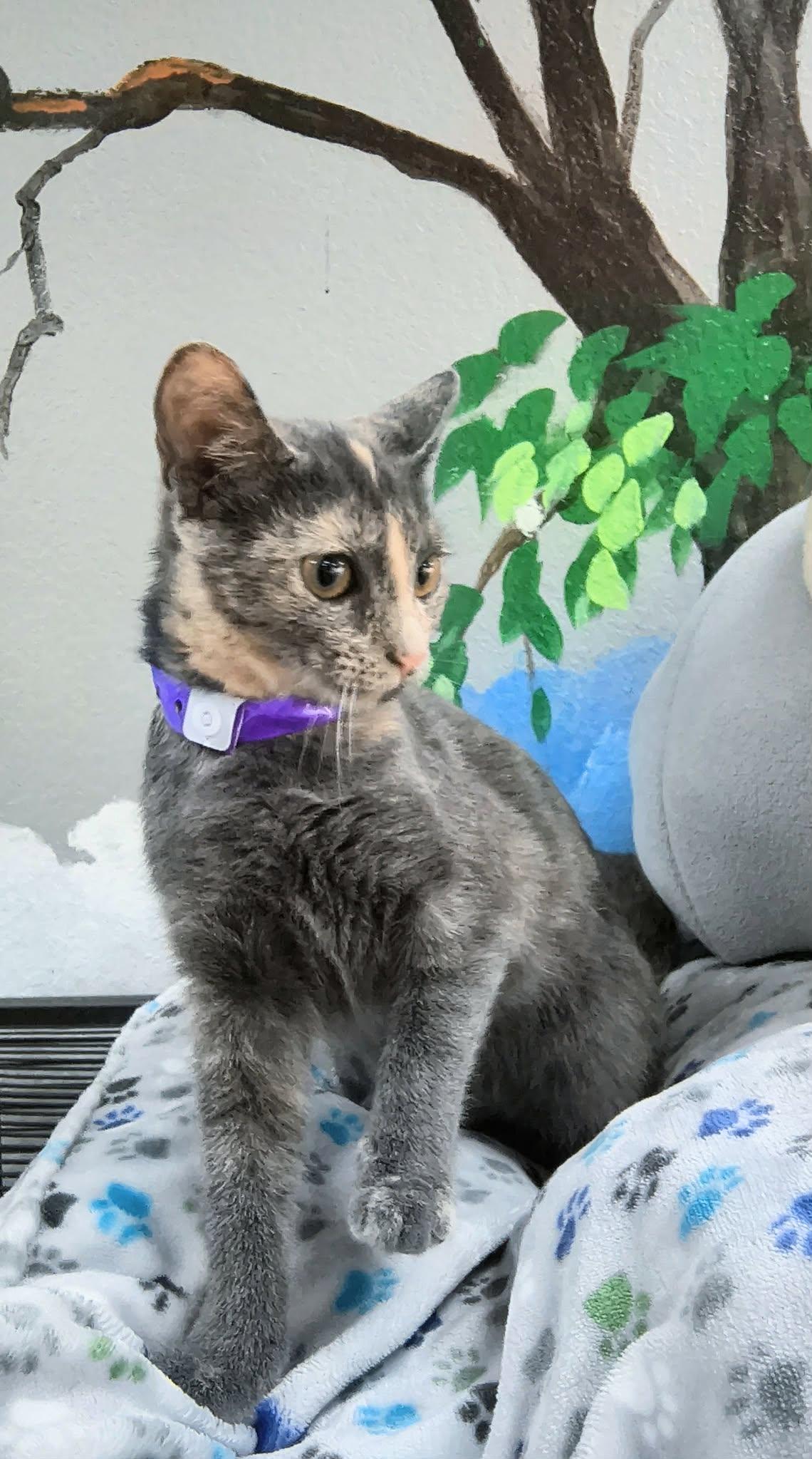 Enlarge Gracelyn, a Adoptable Dilute Tortoiseshell in Tavares, FL image 2/2