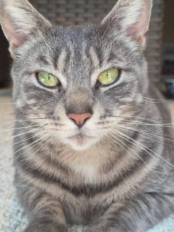 Enlarge Amber, a Adoptable Domestic Short Hair in North Babylon, NY image 1/4