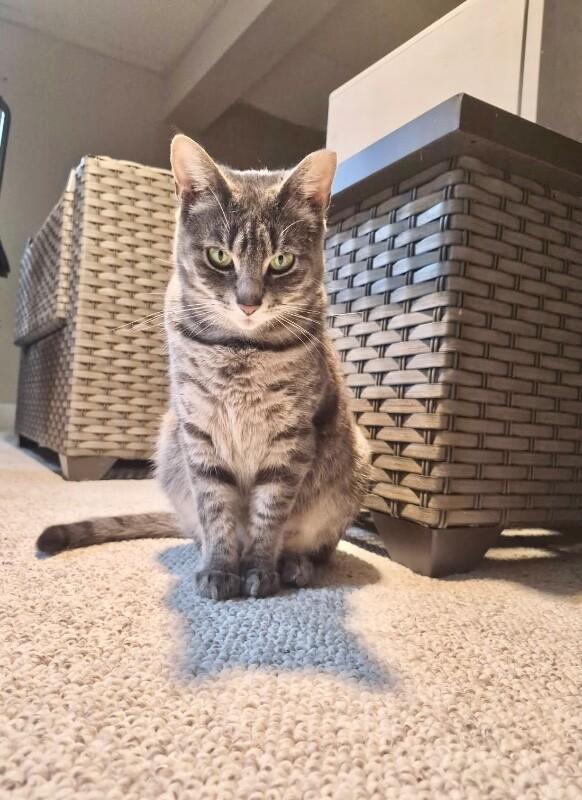 Enlarge Amber, a Adoptable Domestic Short Hair in North Babylon, NY image 2/4