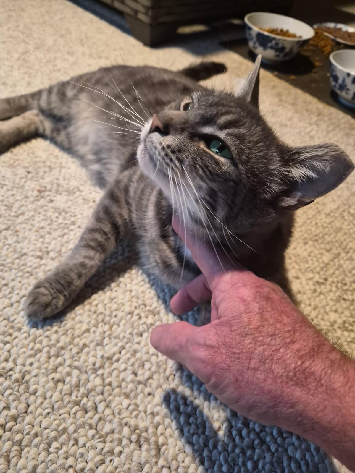 Enlarge Amber, a Adoptable Domestic Short Hair in North Babylon, NY image 3/4