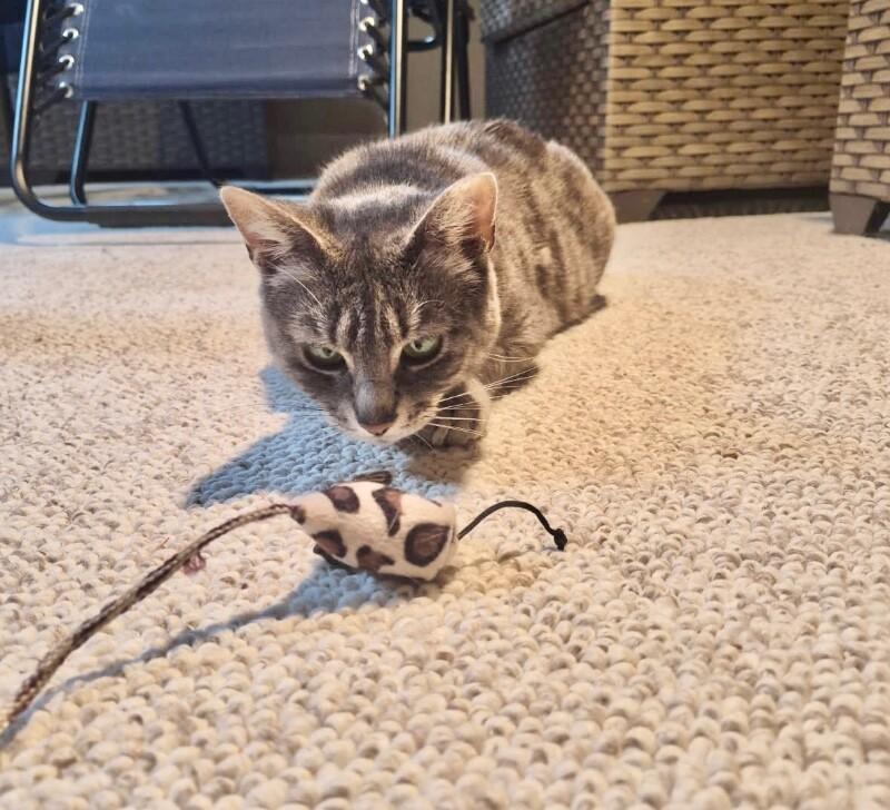 Enlarge Amber, a Adoptable Domestic Short Hair in North Babylon, NY image 4/4