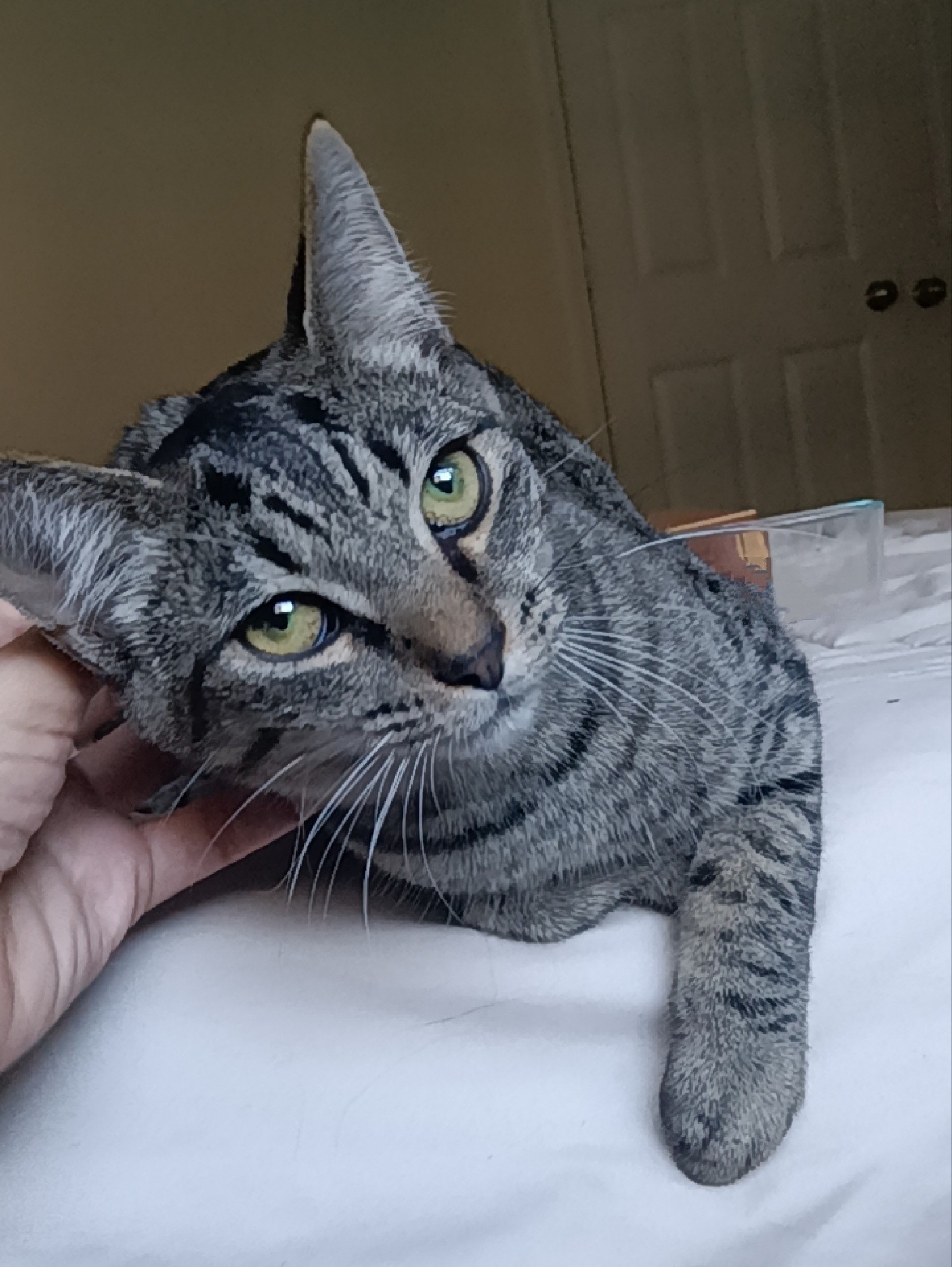 Cat for adoption Hopper, a Domestic Short Hair in Charleston, SC