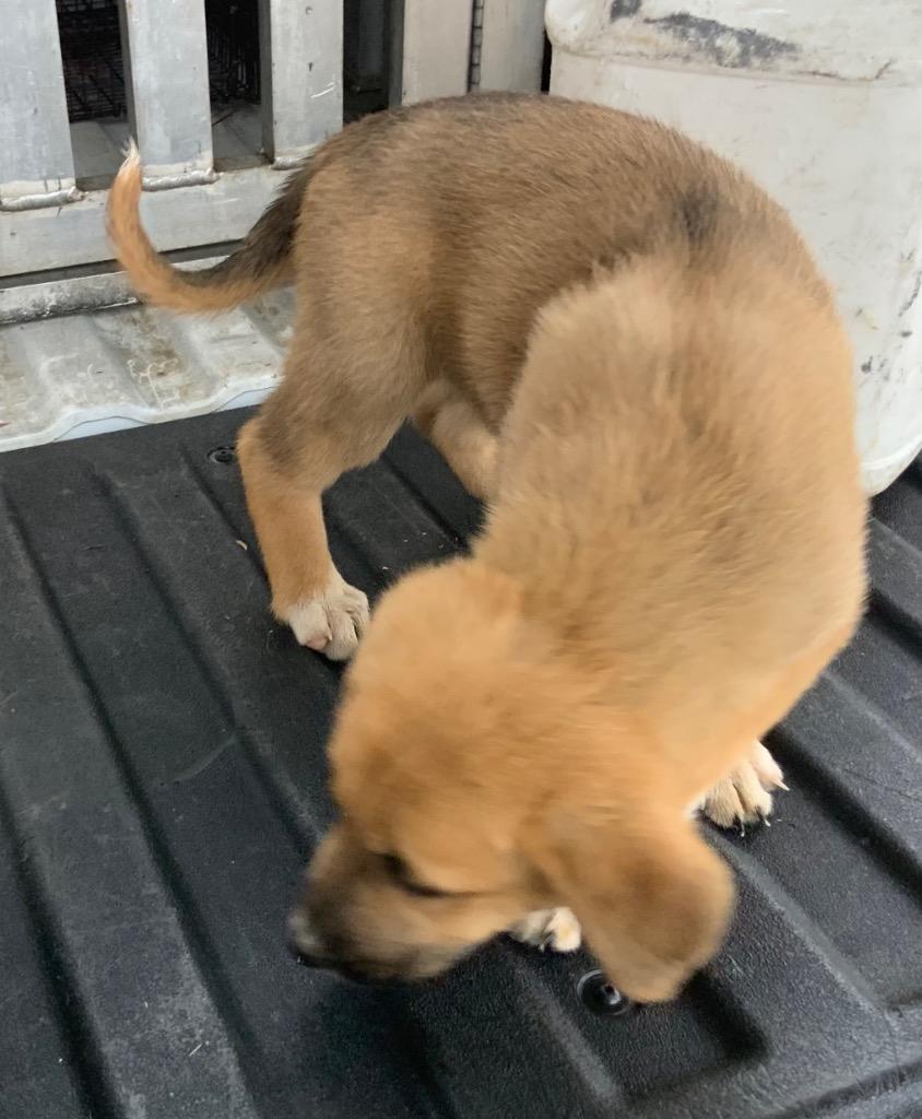 Callie, Adoptable, Young Male Mixed Breed.