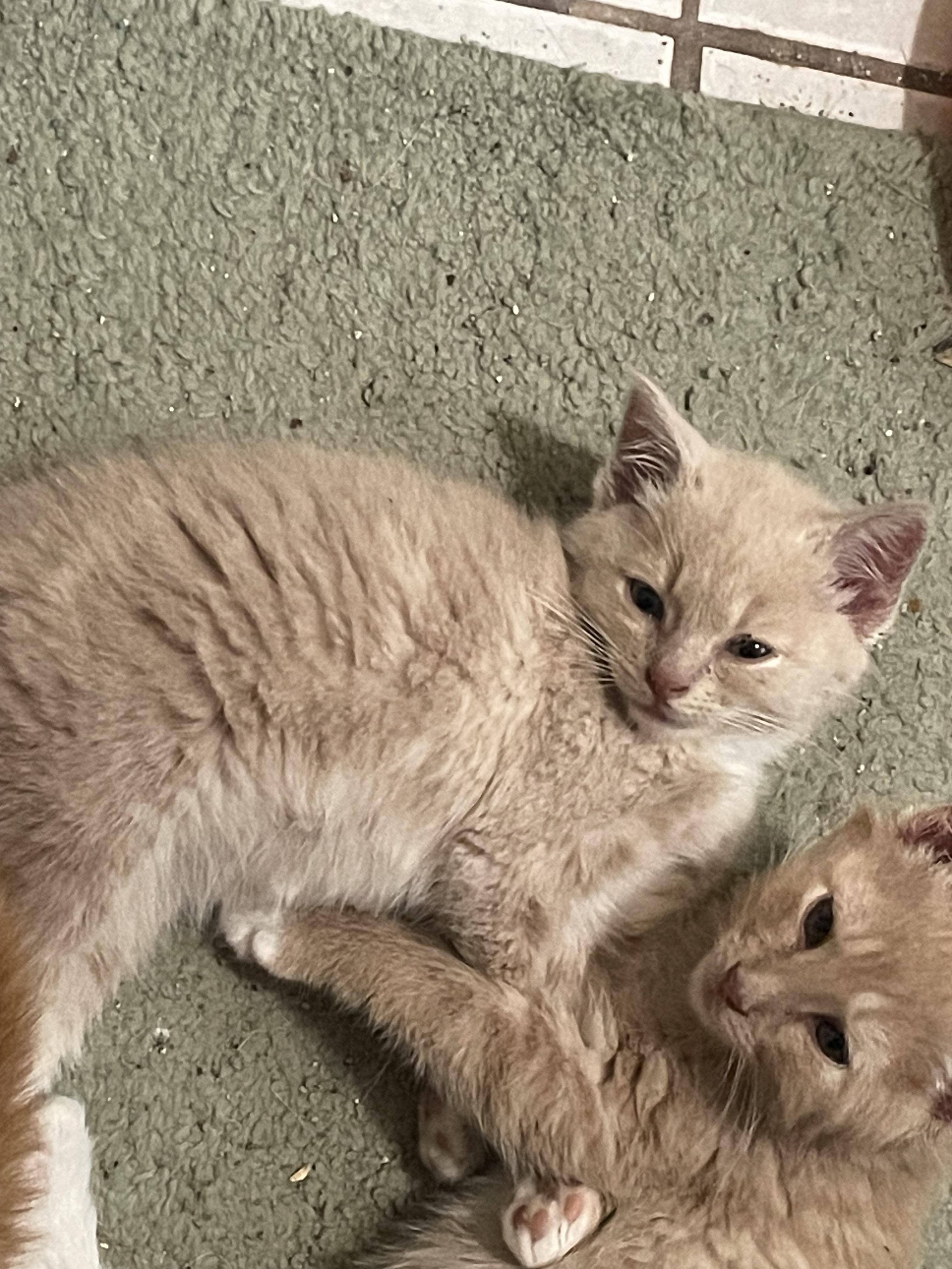 Benny, adopted, Kitten Male Domestic Medium Hair.