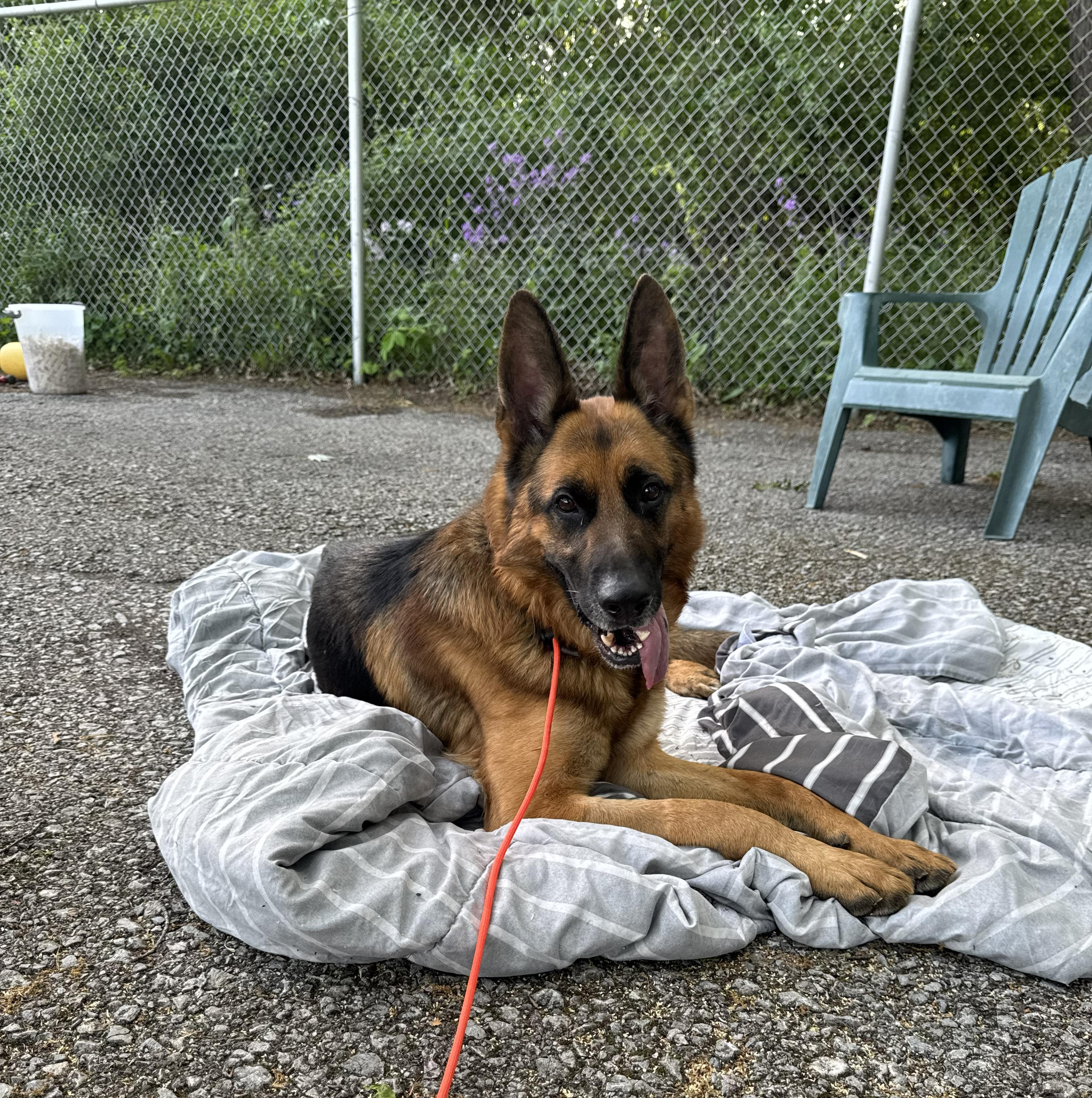 Titus, Adoptable, Adult Male German Shepherd Dog.