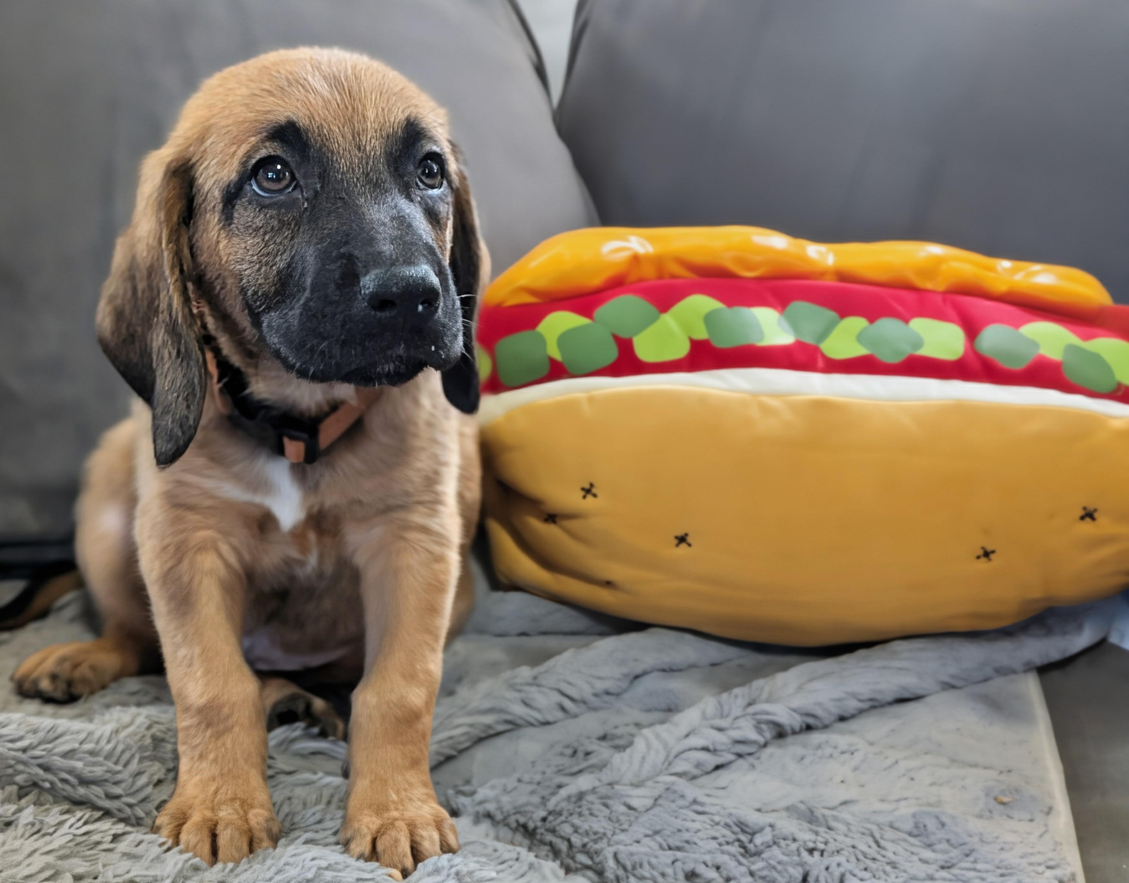 Enlarge Hot Link, a Adopted mixed breed in TULSA, OK image 2/5