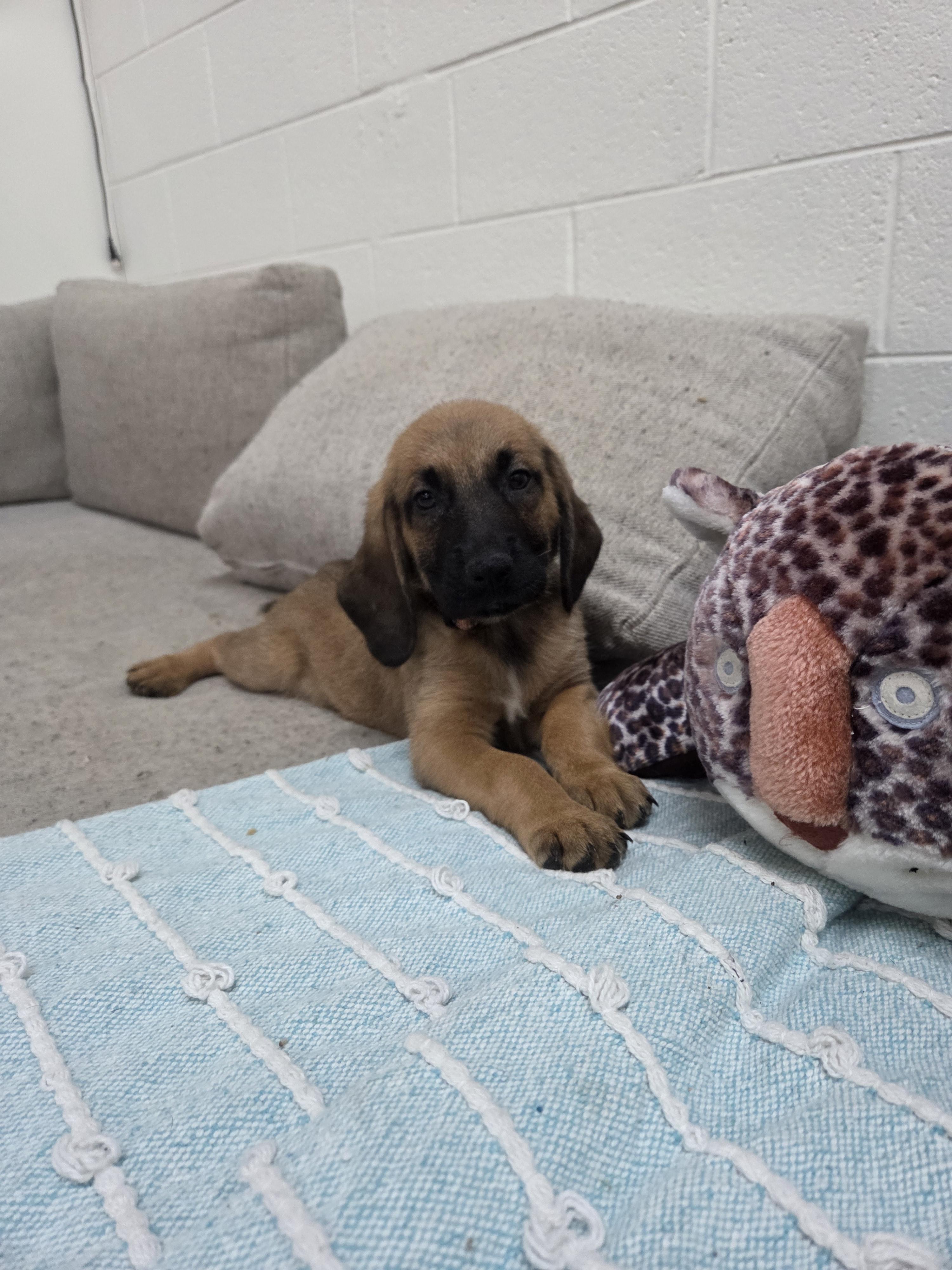 Enlarge Hot Link, a Adopted mixed breed in TULSA, OK image 3/5