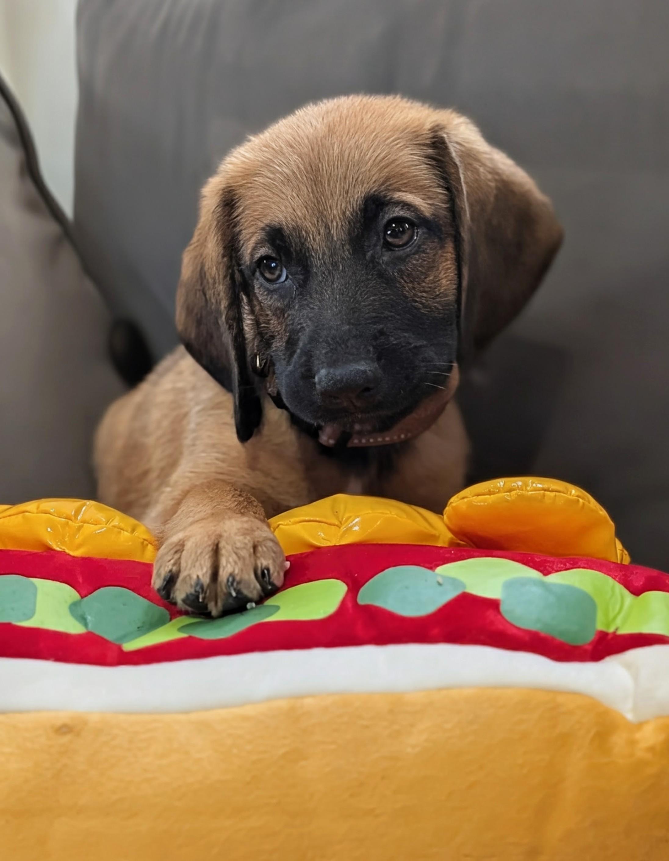 Enlarge Hot Link, a Adopted mixed breed in TULSA, OK image 4/5