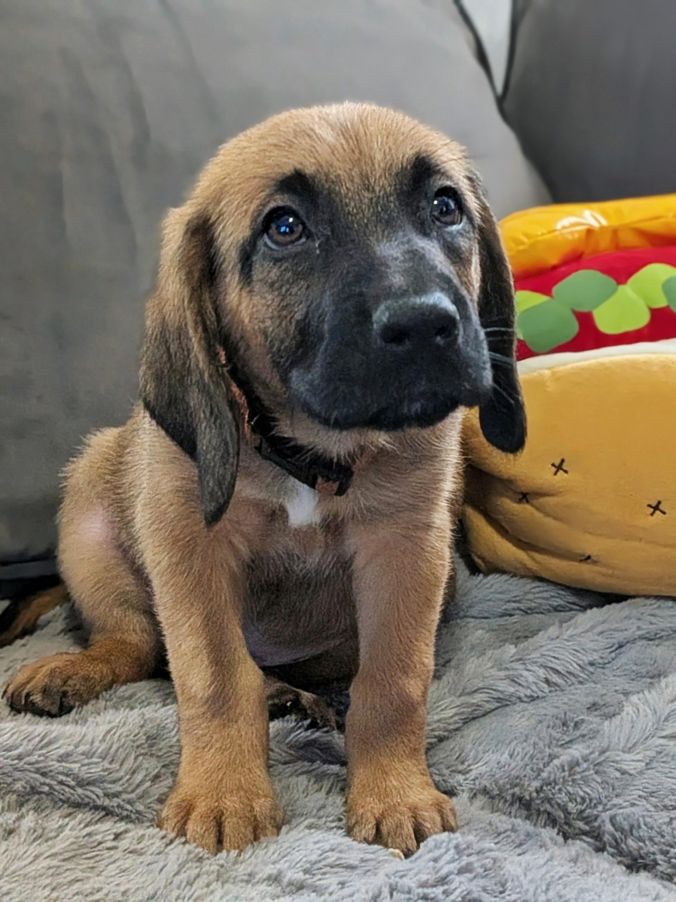 Enlarge Hot Link, a Adopted mixed breed in TULSA, OK image 5/5
