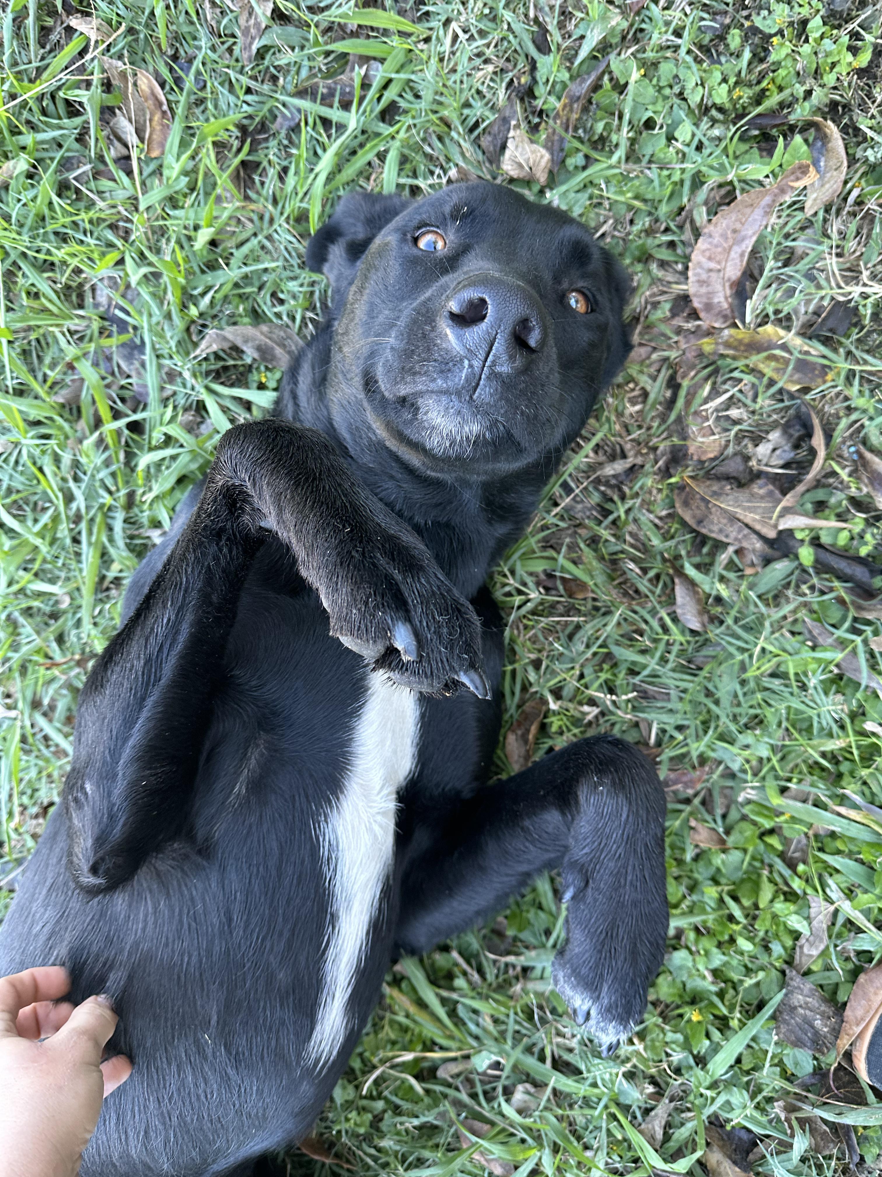 Enlarge Marvin, a Adoptable mixed breed in Evans City, PA image 2/6