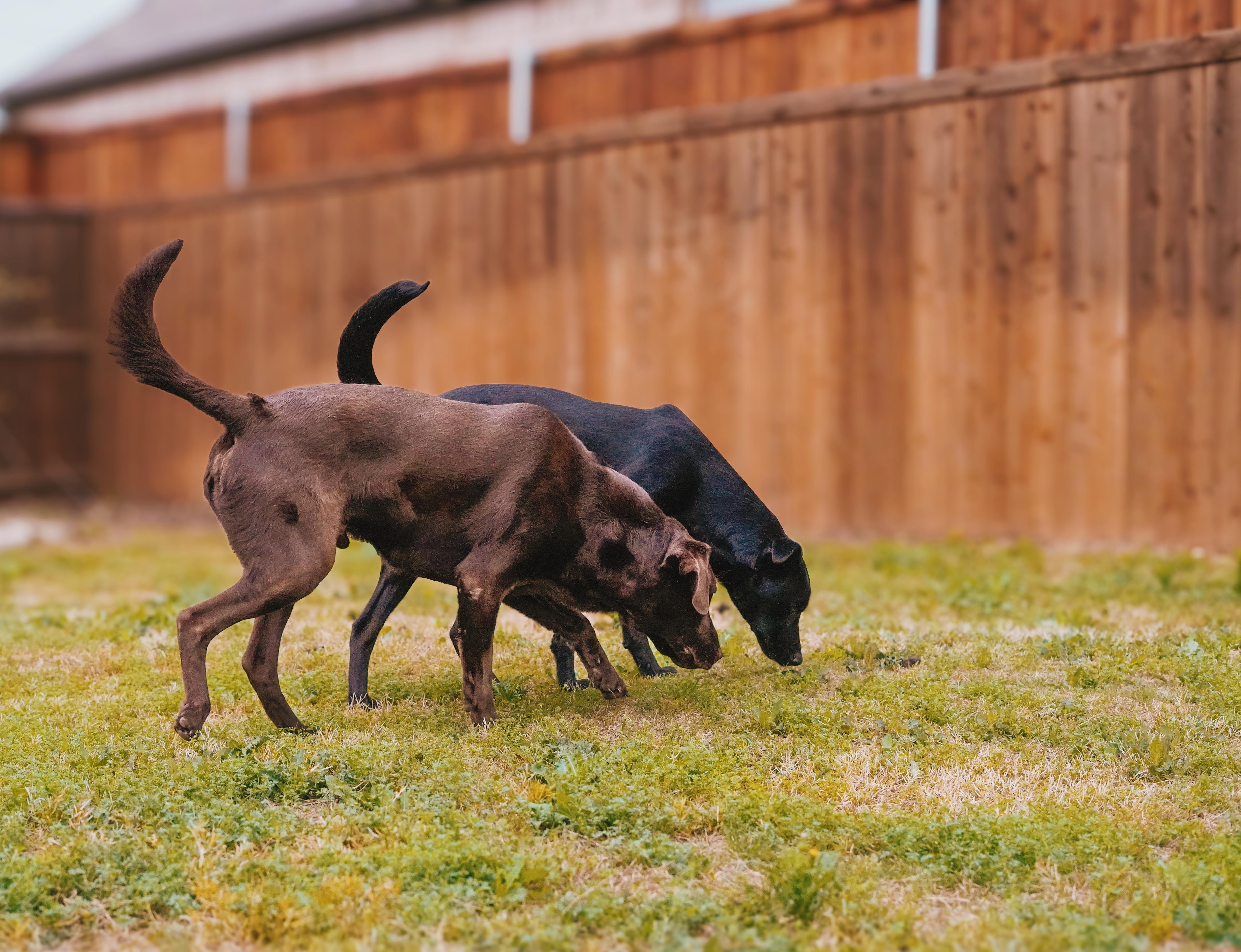 Enlarge Marvin, a Adoptable mixed breed in Evans City, PA image 5/6