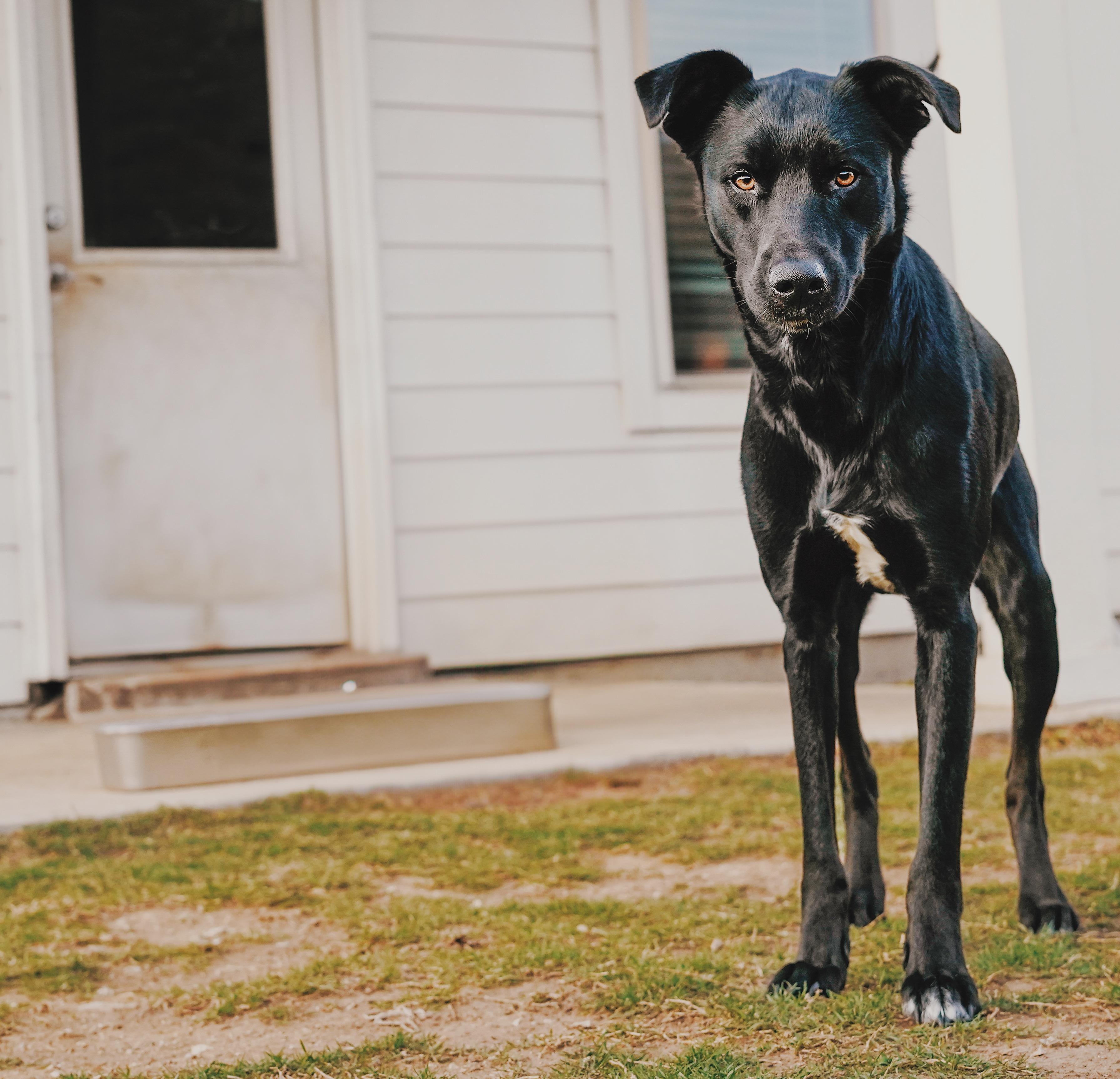 Enlarge Marvin, a Adoptable mixed breed in Evans City, PA image 6/6