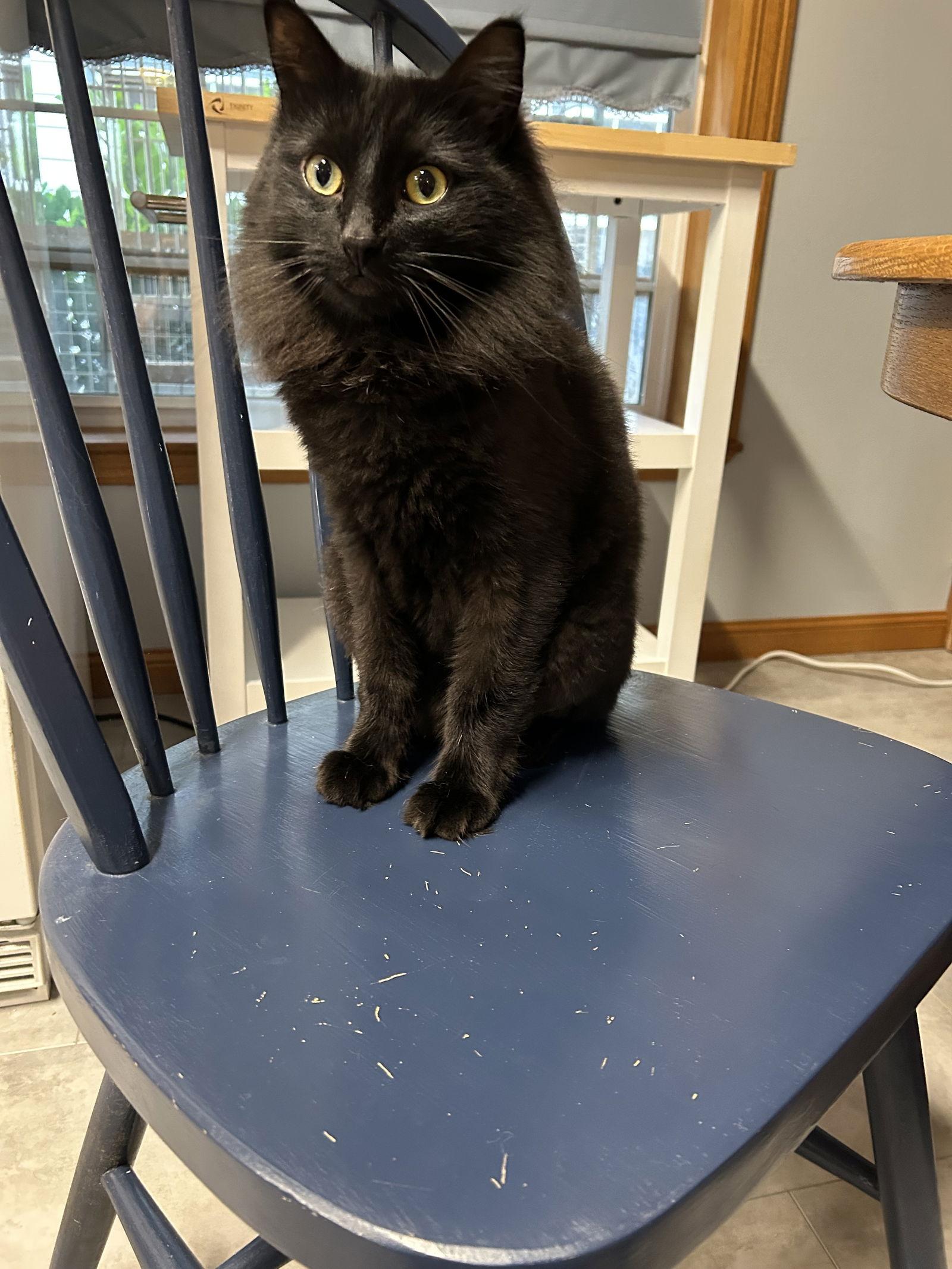 OBSIDIAN #1741- Offererd by Owner - Young Female, Adoptable, Adult Female Domestic Medium Hair.