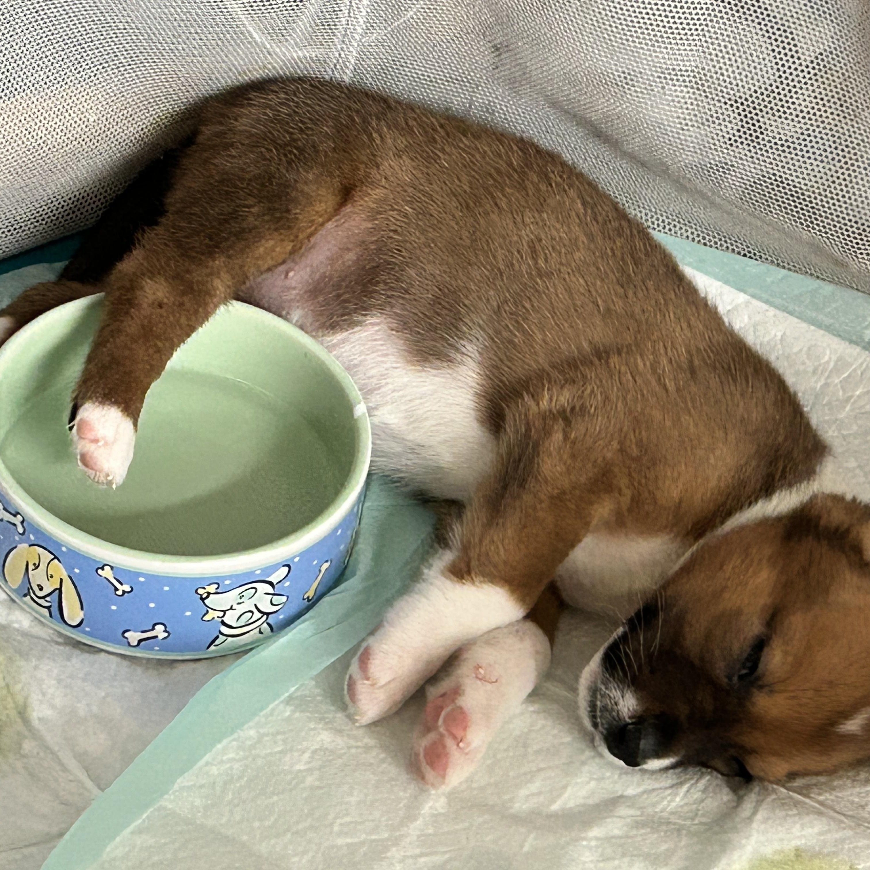 Enlarge Kam, an adopted Mixed Breed in Sioux Falls, SD image 2/5