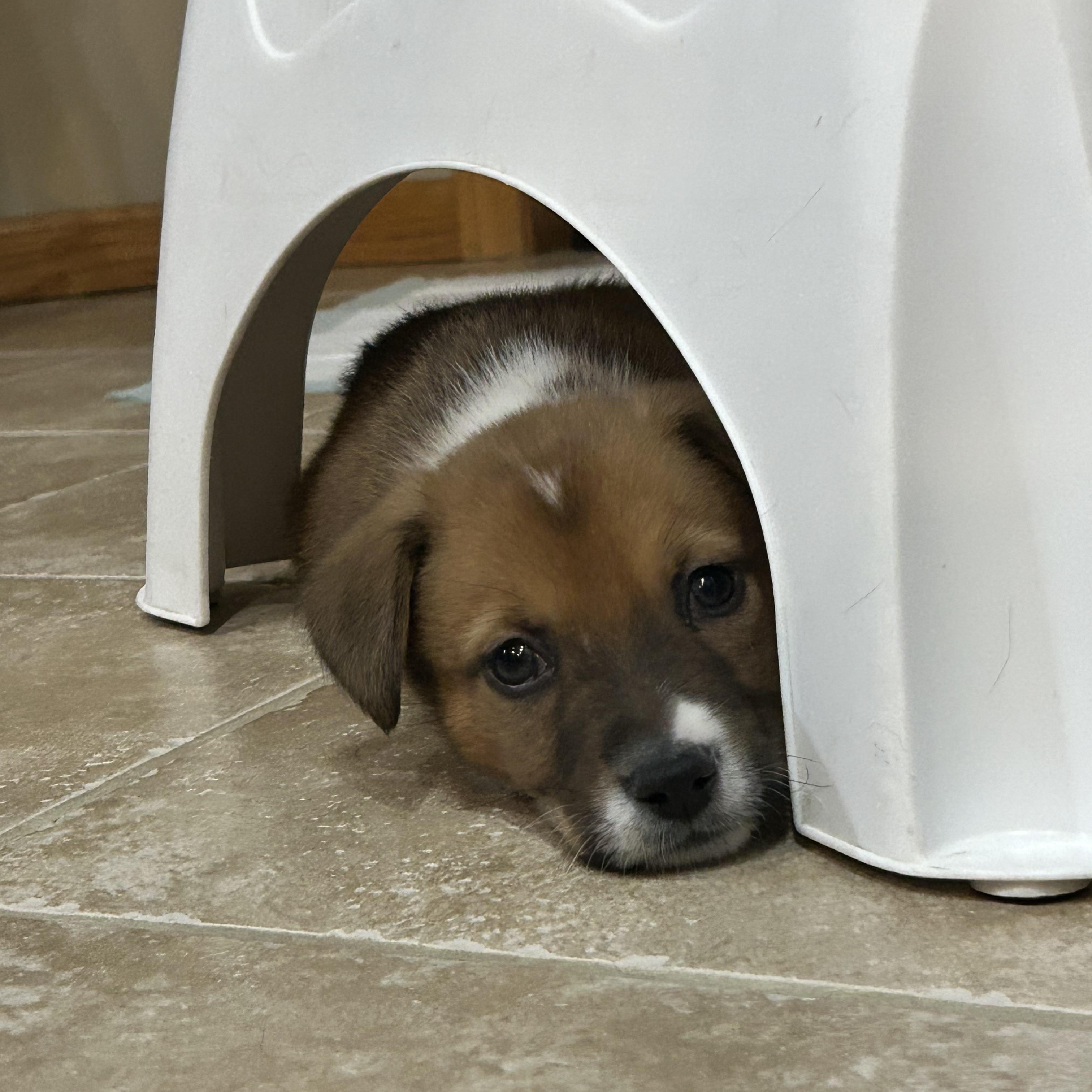 Enlarge Kam, an adopted Mixed Breed in Sioux Falls, SD image 4/5