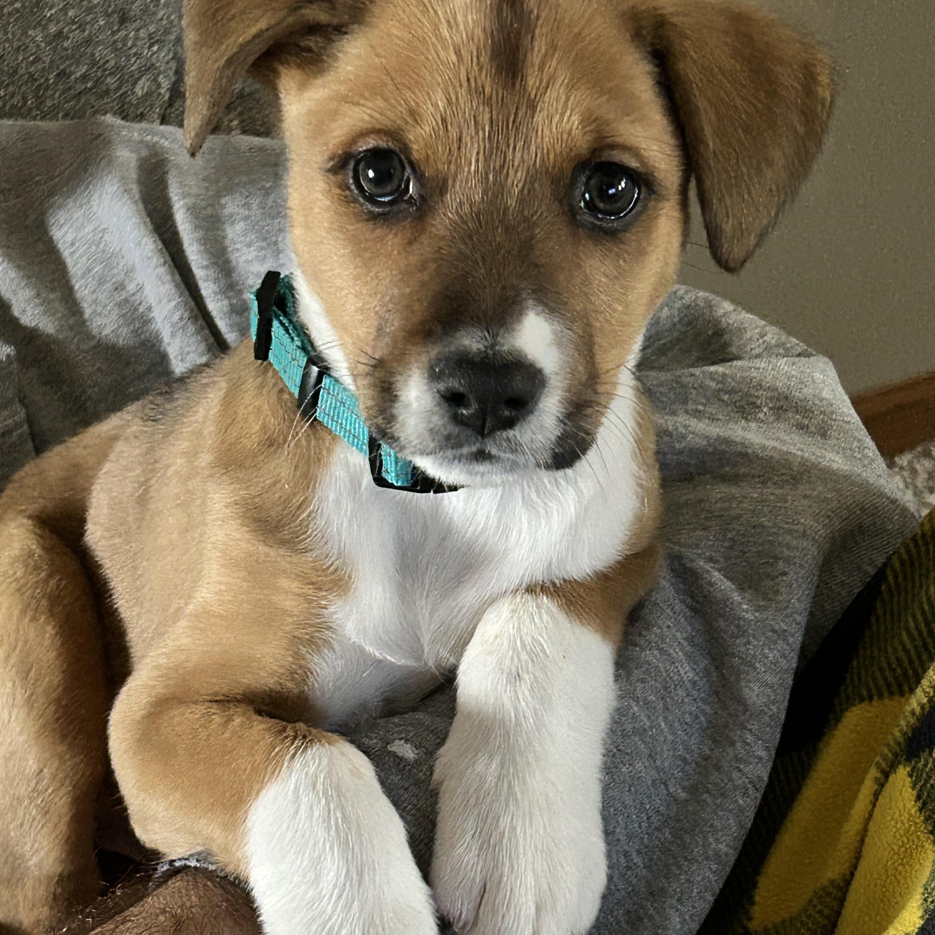 Enlarge Kam, an adopted Mixed Breed in Sioux Falls, SD image 1/5