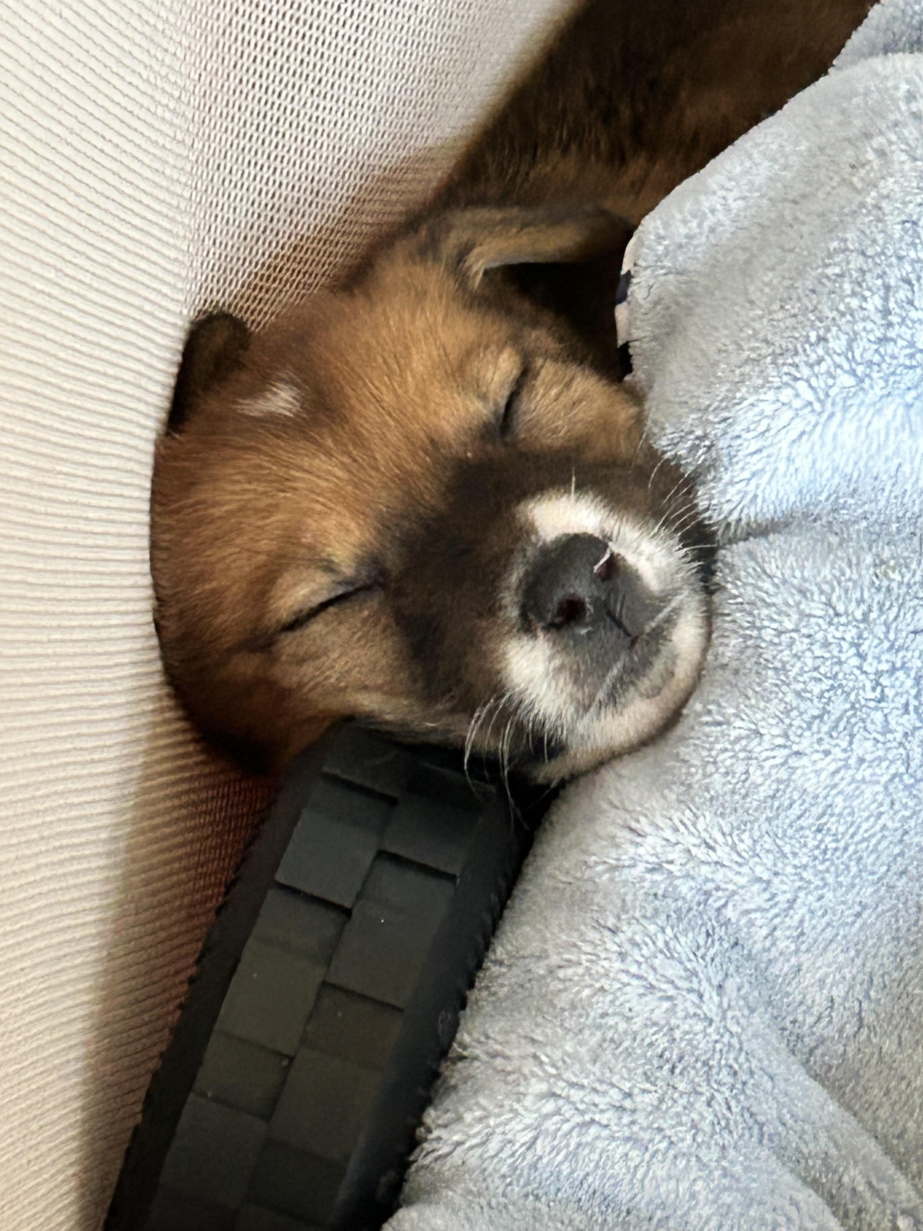 Enlarge Kam, an adopted Mixed Breed in Sioux Falls, SD image 5/5