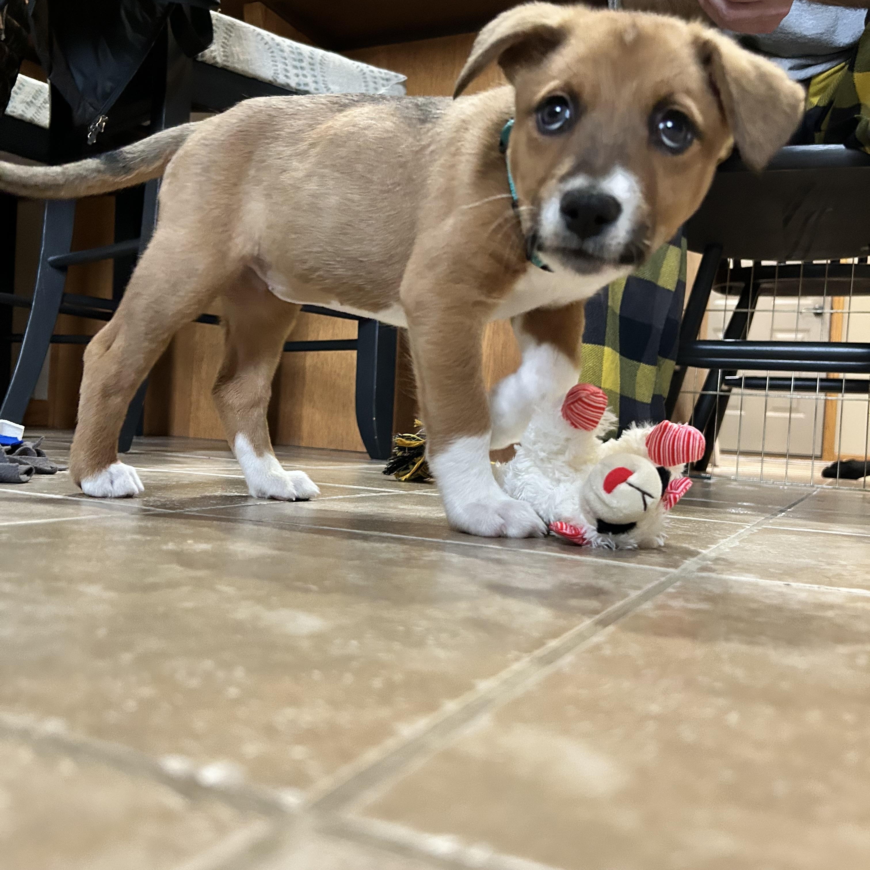 Enlarge Kam, an adopted Mixed Breed in Sioux Falls, SD image 3/5